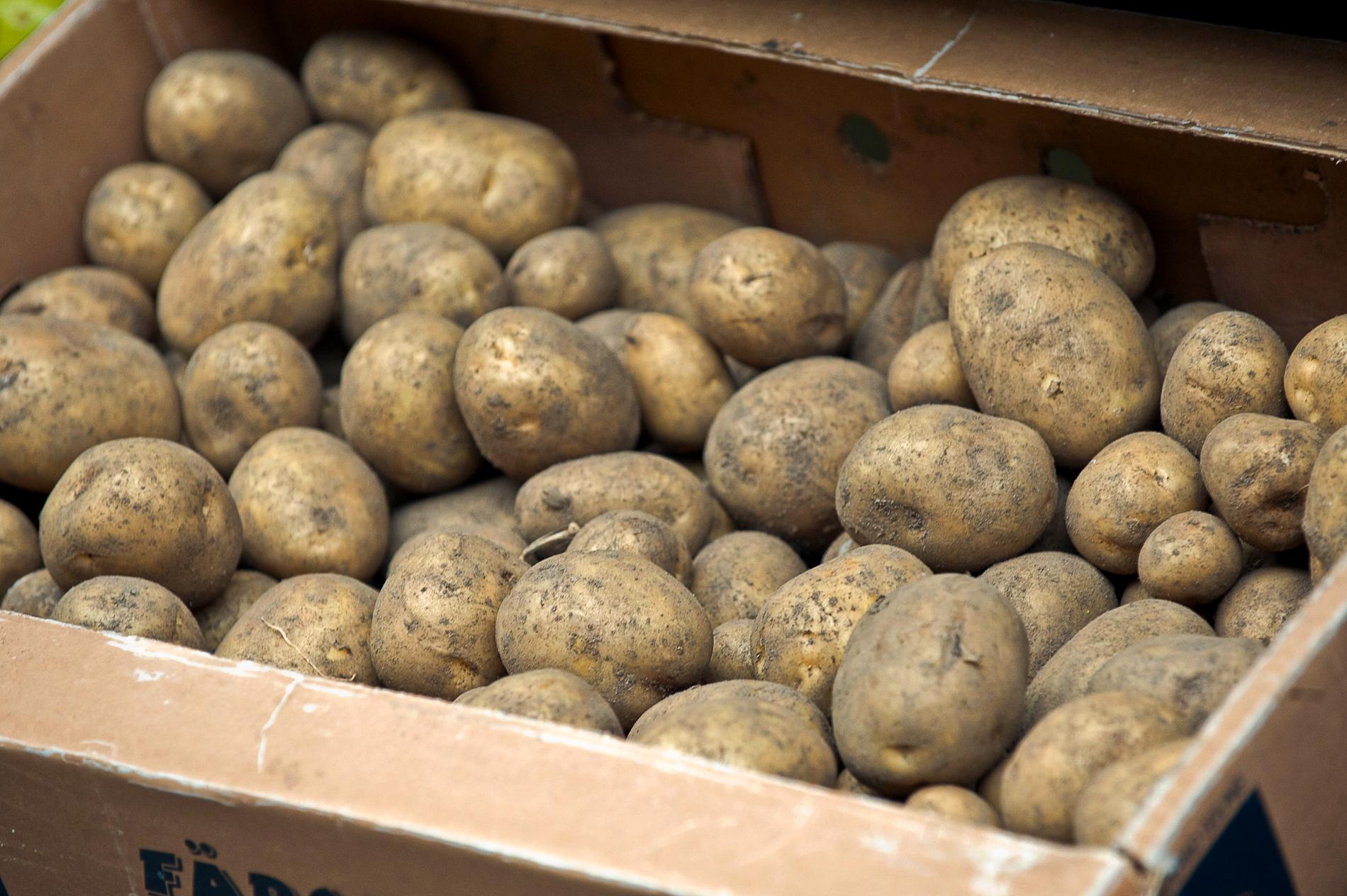 Ett nytt fynd av den fruktade potatisparasiten har hittats utanför Kristianstad. Arkivbild.