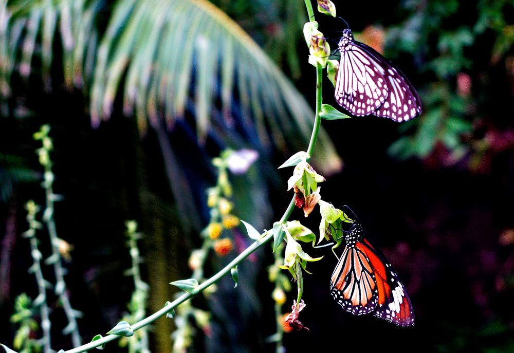 Intressanta djurarter På ön finns många intressanta djurarter. Här vackra fjärilar.
