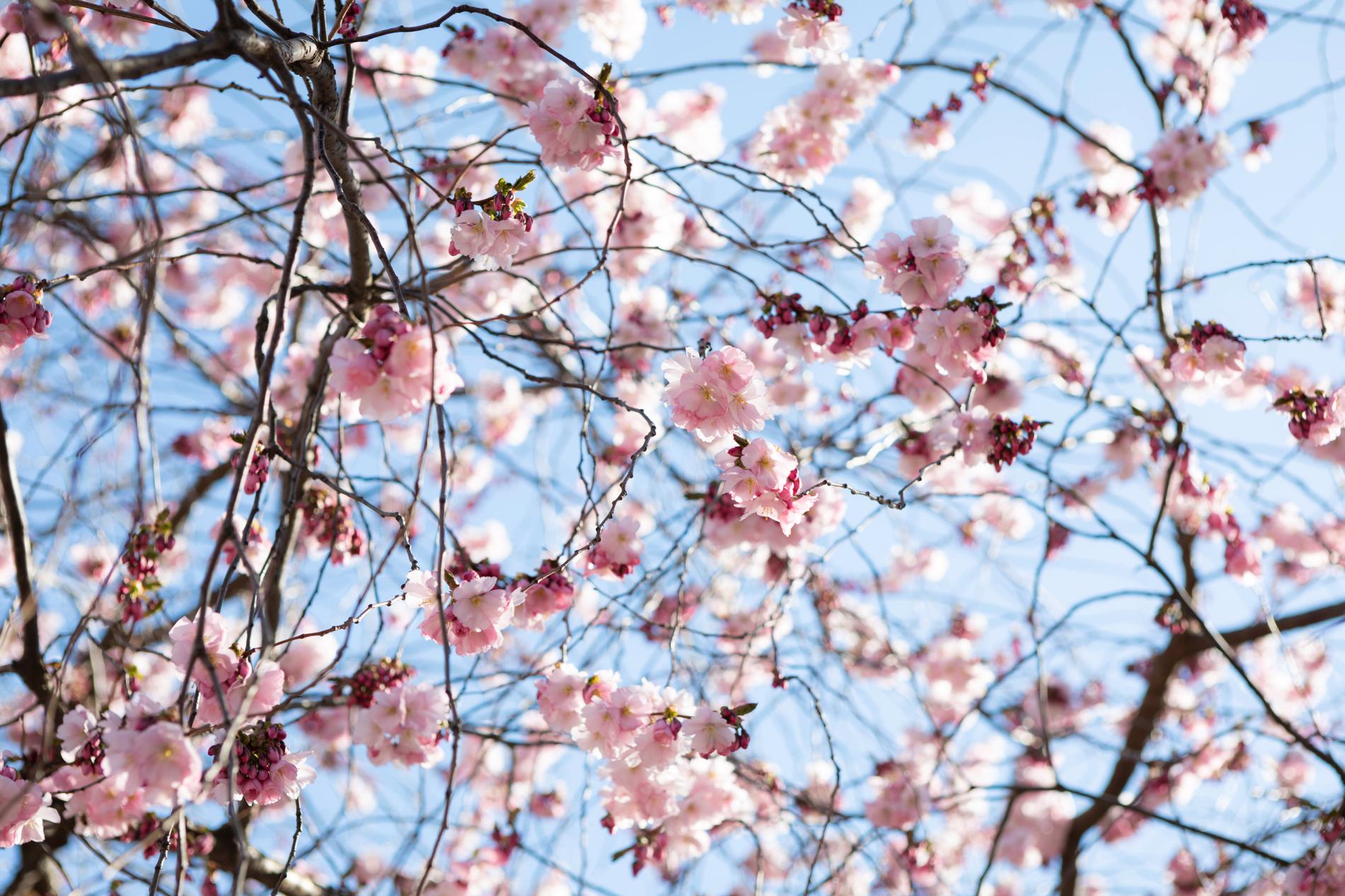 Körsbärsträden i blom våren 2019. 