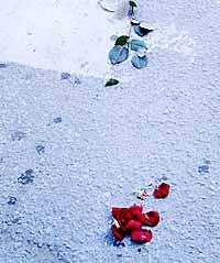 En ensam ros En sargad ros ligger ensam kvar på Sveavägen där Astrid Lindgren drog förbi på väg mot sista vilan.