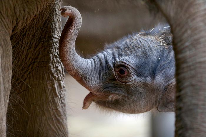 Elefantungar som föds på parken Yok Don får leva sitt liv utan turister på ryggen.