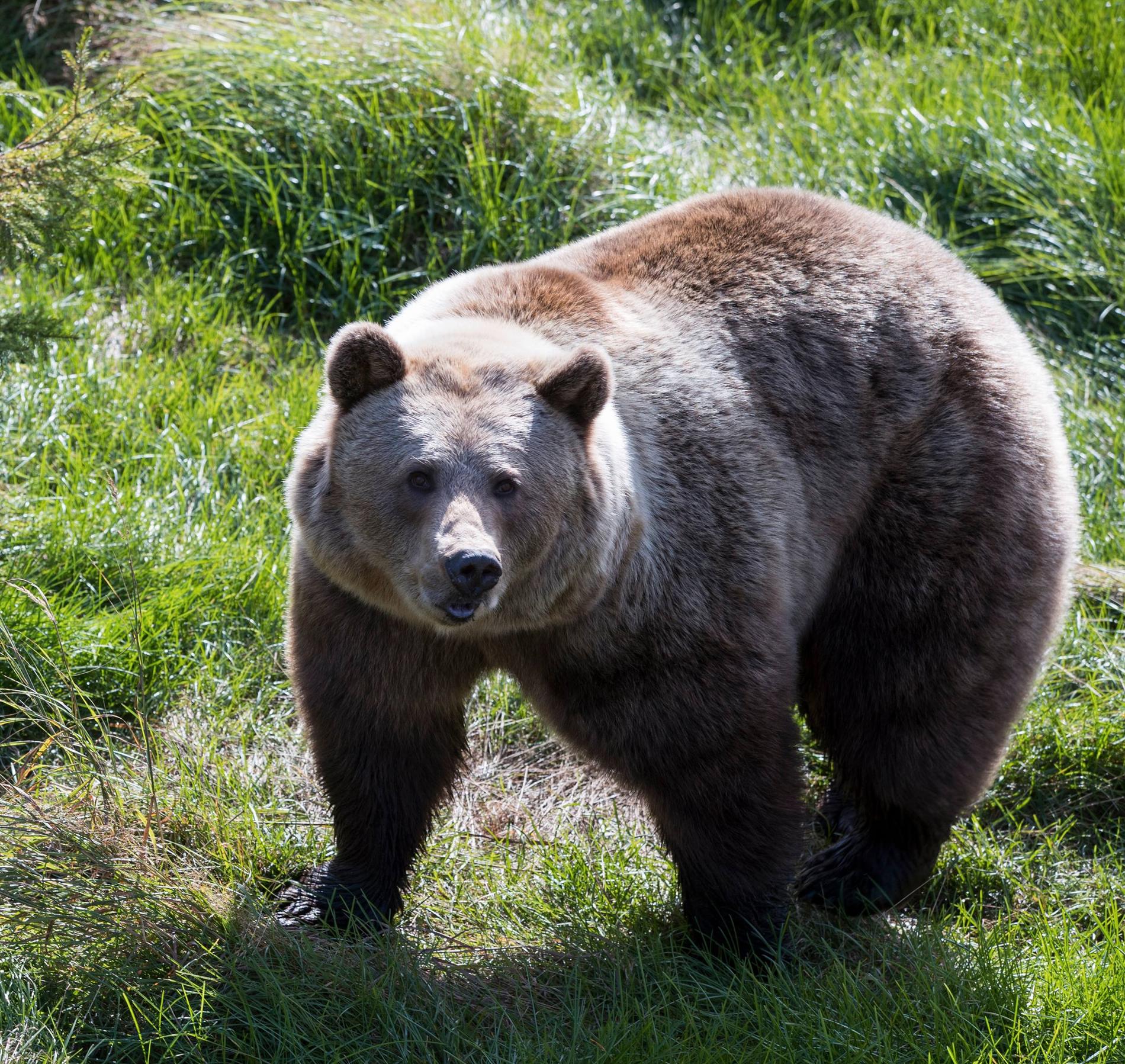 Den svenska brunbjörnen kan väga upp till 600 kilo och bli 1,5 meter hög.