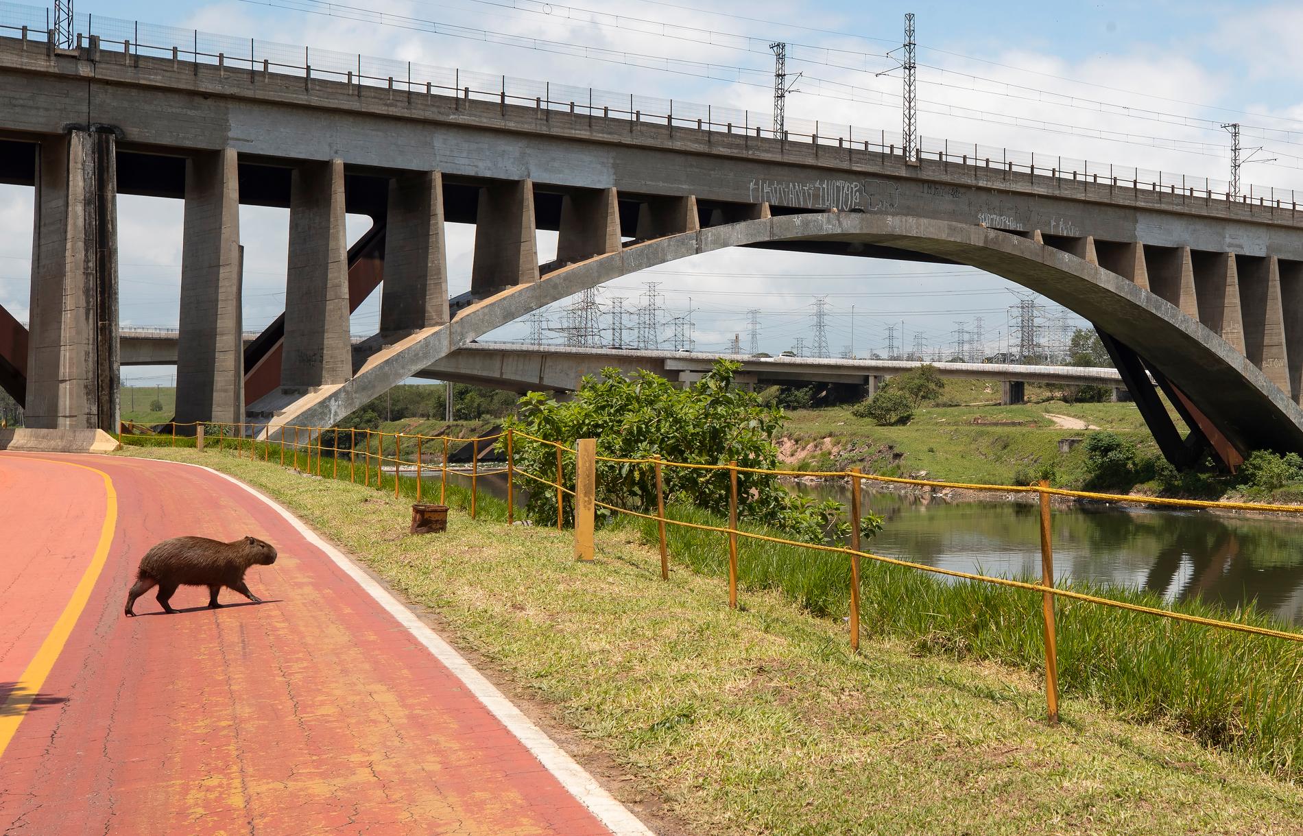 En kapybara – världens största gnagare – korsar en cykelväg vid Pinheirofloden i São Paulo. Arkivbild.