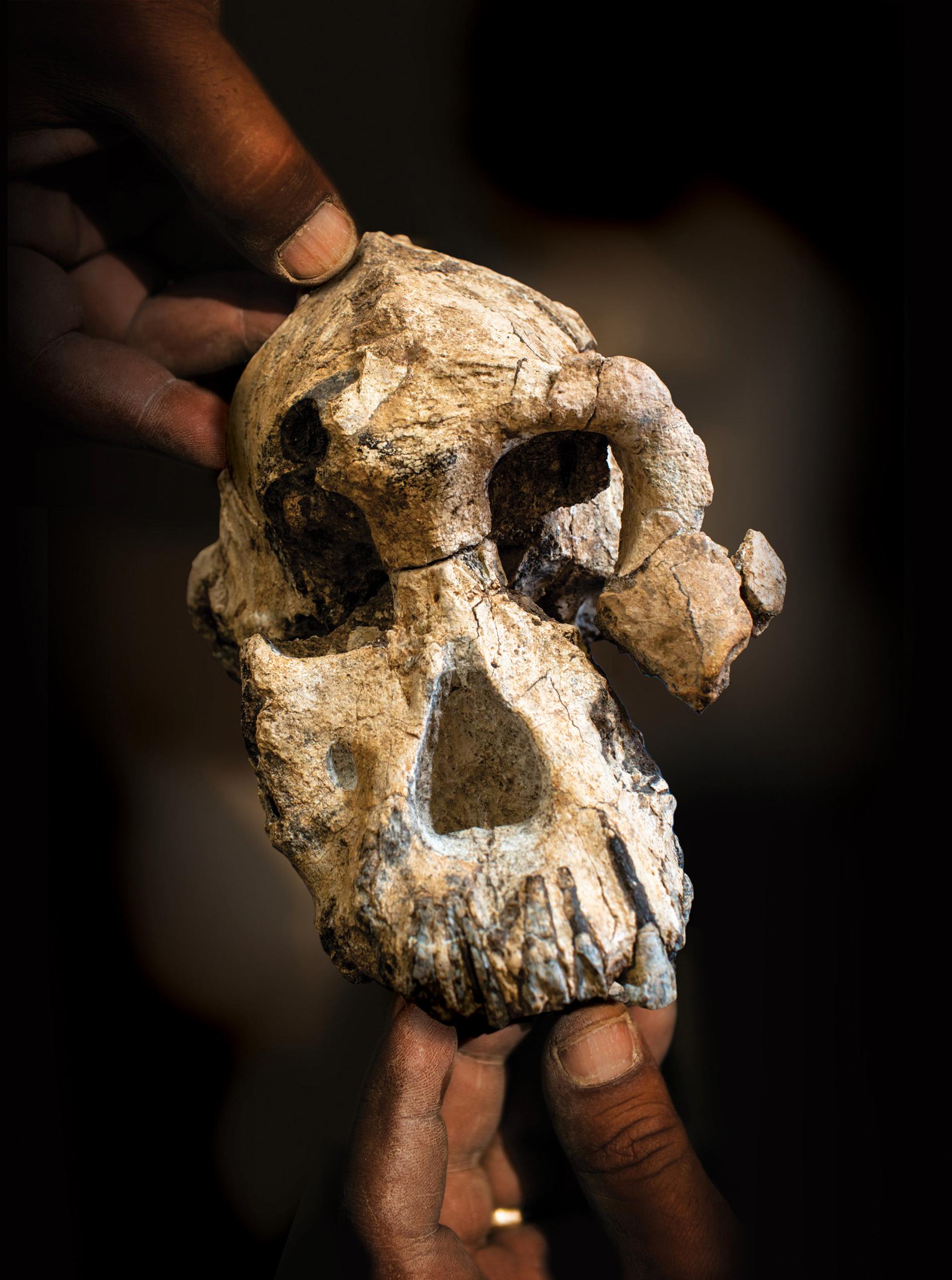 Trots sin litenhet tros skallen ha tillhört en fullvuxen hanne av arten Australopithecus anamensis som levde för 3,8 miljoner år sedan.