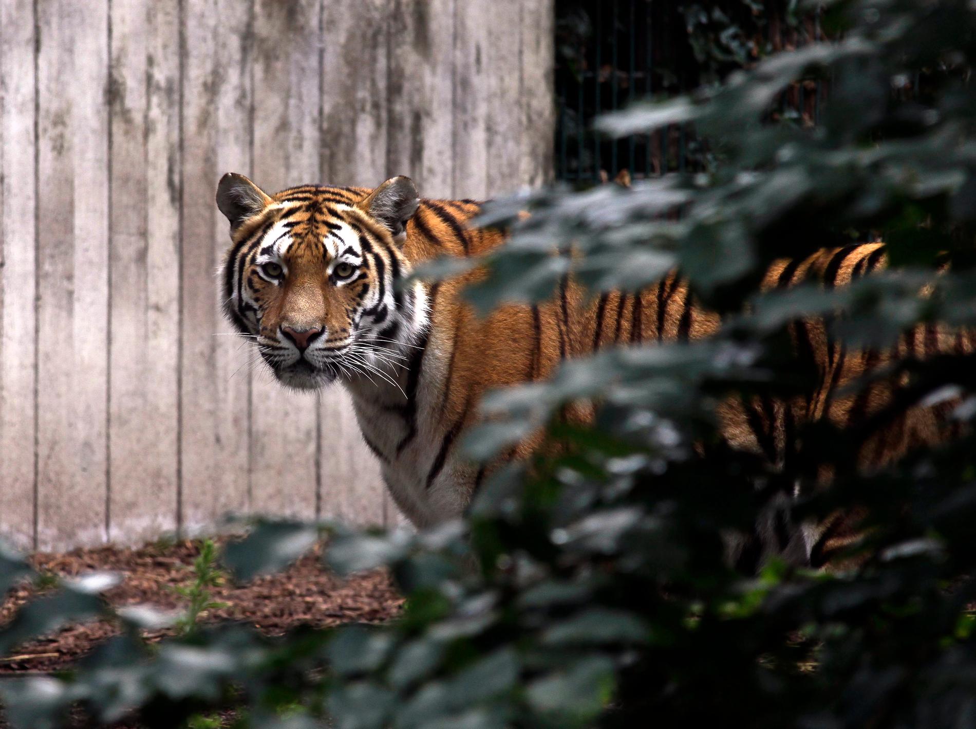 En tigerhona i Zoologisk Have i Köpenhamn har dödats av parkens nyanlända ryske tigerhane. Arkivbild.