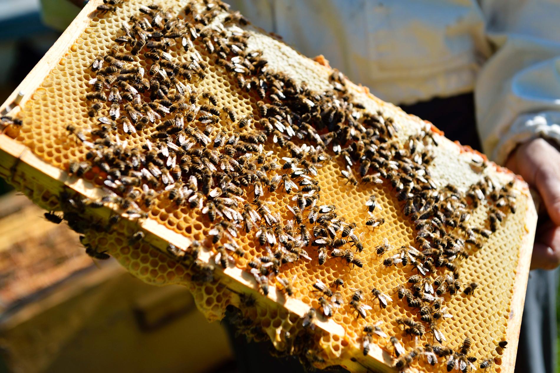 Framavlade bin ska bli resistenta mot varroavirus.