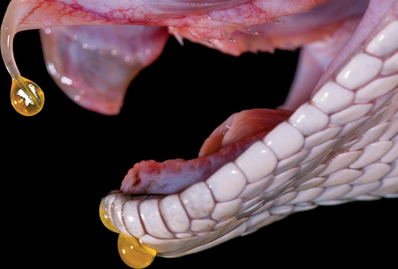 Det finns runt 200 000 giftiga djurarter. Denna skallerorm tillhör bland de giftigaste.