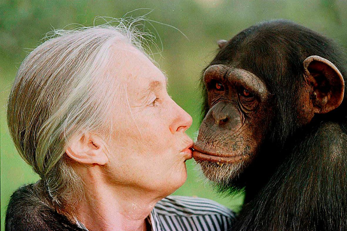 Jane Goodall med en schimpans.