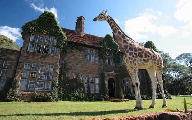 Giraffe Manor, Nairobi, Kenya
Vad sägs om att vakna av att en giraff buffar huvudet mot fönstret? Det här vackra stenhotellet utanför Nairobi har stora gräsmattor där ståtliga giraffer spatserar omkring. Då och då sträcker de på sina långa halsar, för att få mat och uppmärksamhet av snälla gäster...
Pris: 500 dollar för en natt (cirka 3400 kronor), 14 840 dollar för en månad (cirka 100 000 kronor).
Kolla efter billiga flygbiljetter till Kenya här!