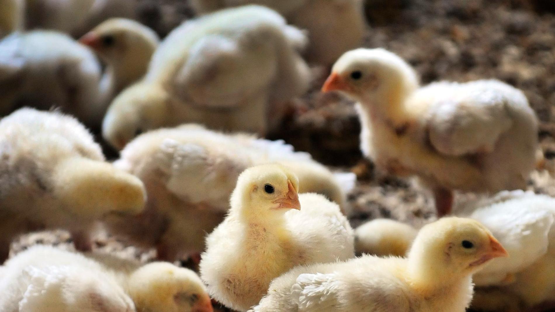 Guldfågeln åtalsanmäls av Livsmedelsverket efter att kycklingar skållats levande. Arkivbild.