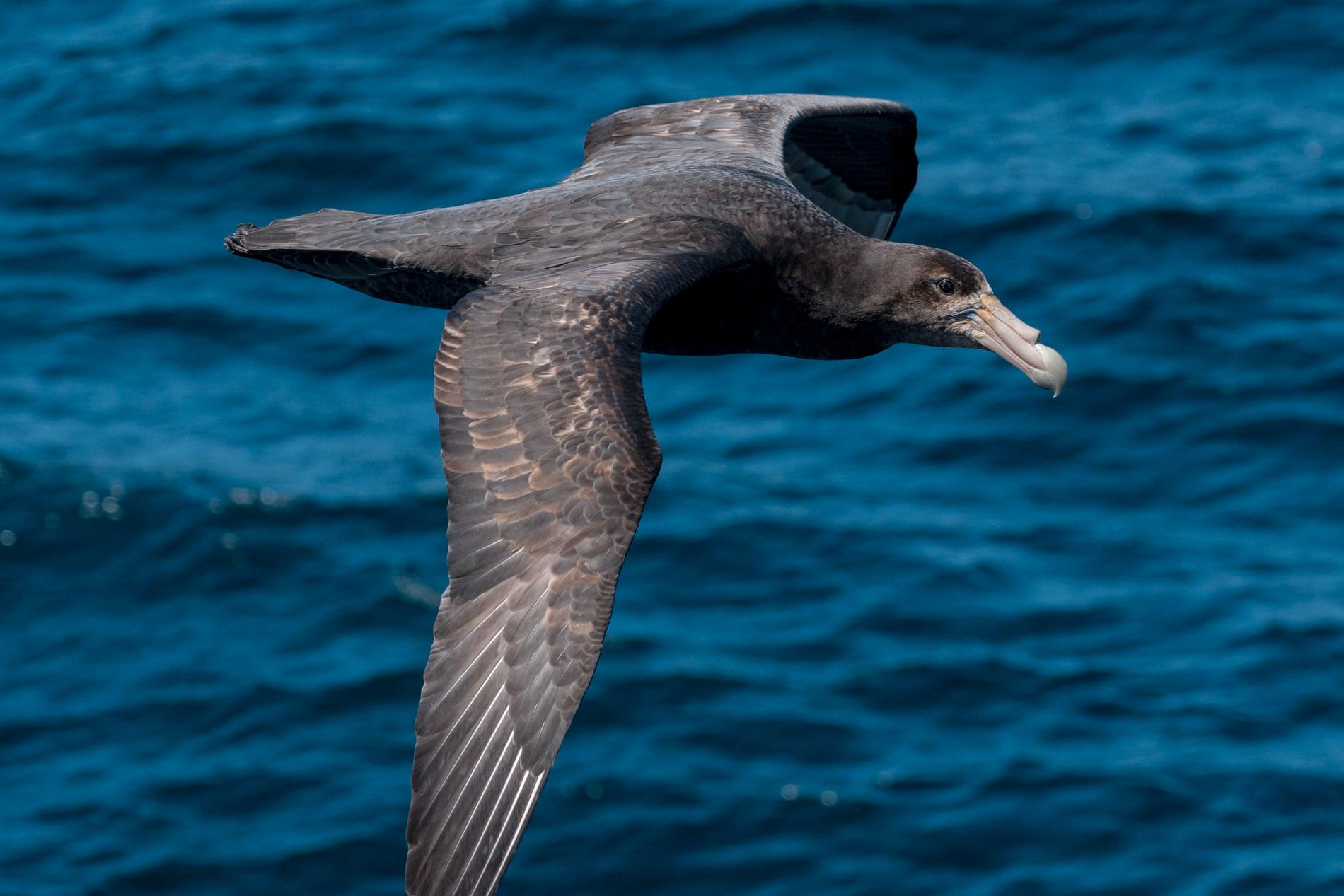 Jättestormfågel över Argentinska havet.