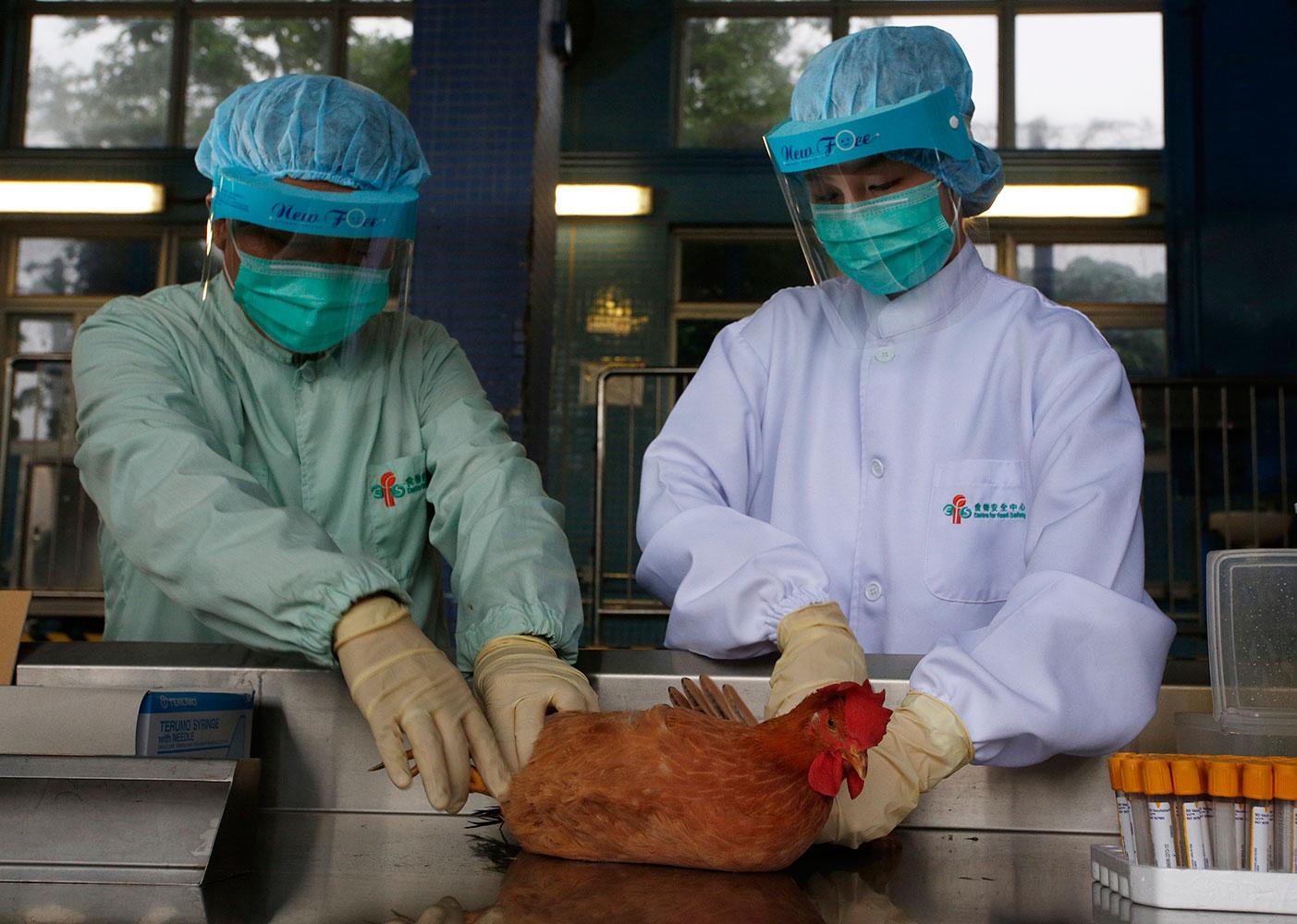 Forskare tar ett blodprov från en kyckling i Hong Kong.
