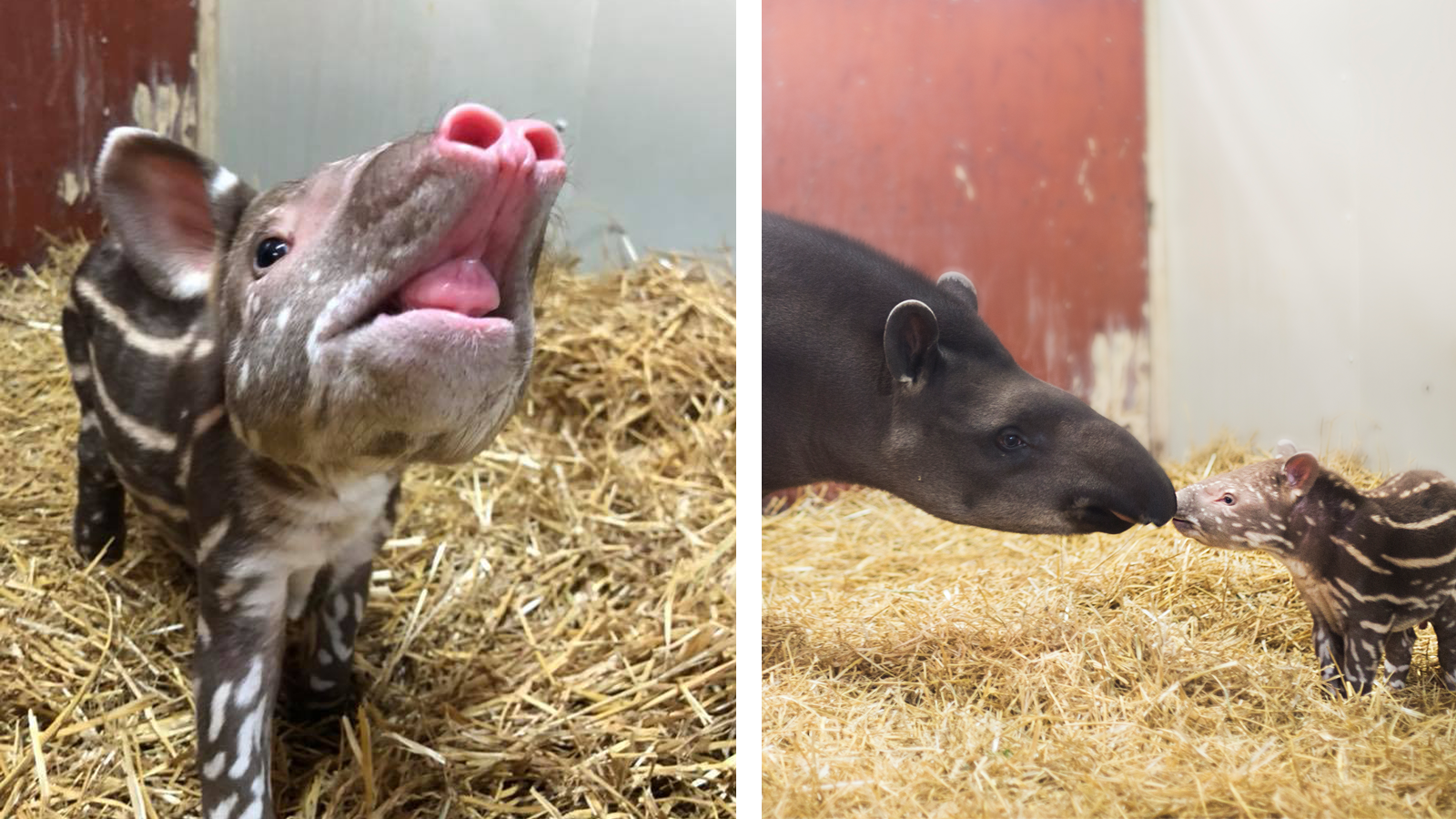 Den nyfödde tapirungen med mamma Triss.