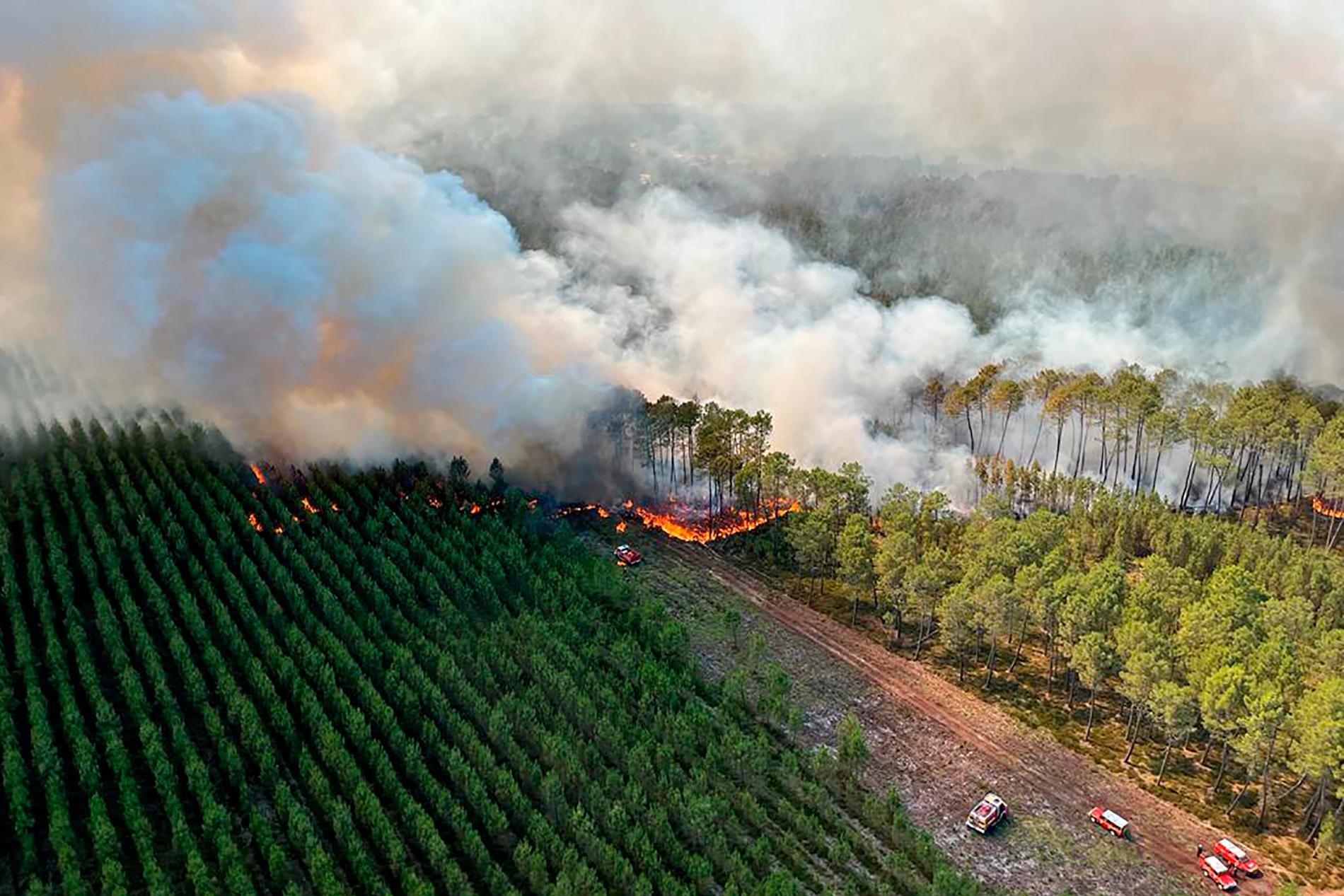 Över hela Europa har skogbränder brutit ut till följd av sommarens hetta. 