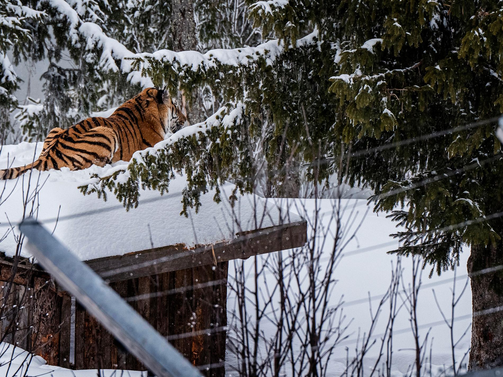 Tigrar och isbjörnar i limbo när rovdjurspark lägger ner