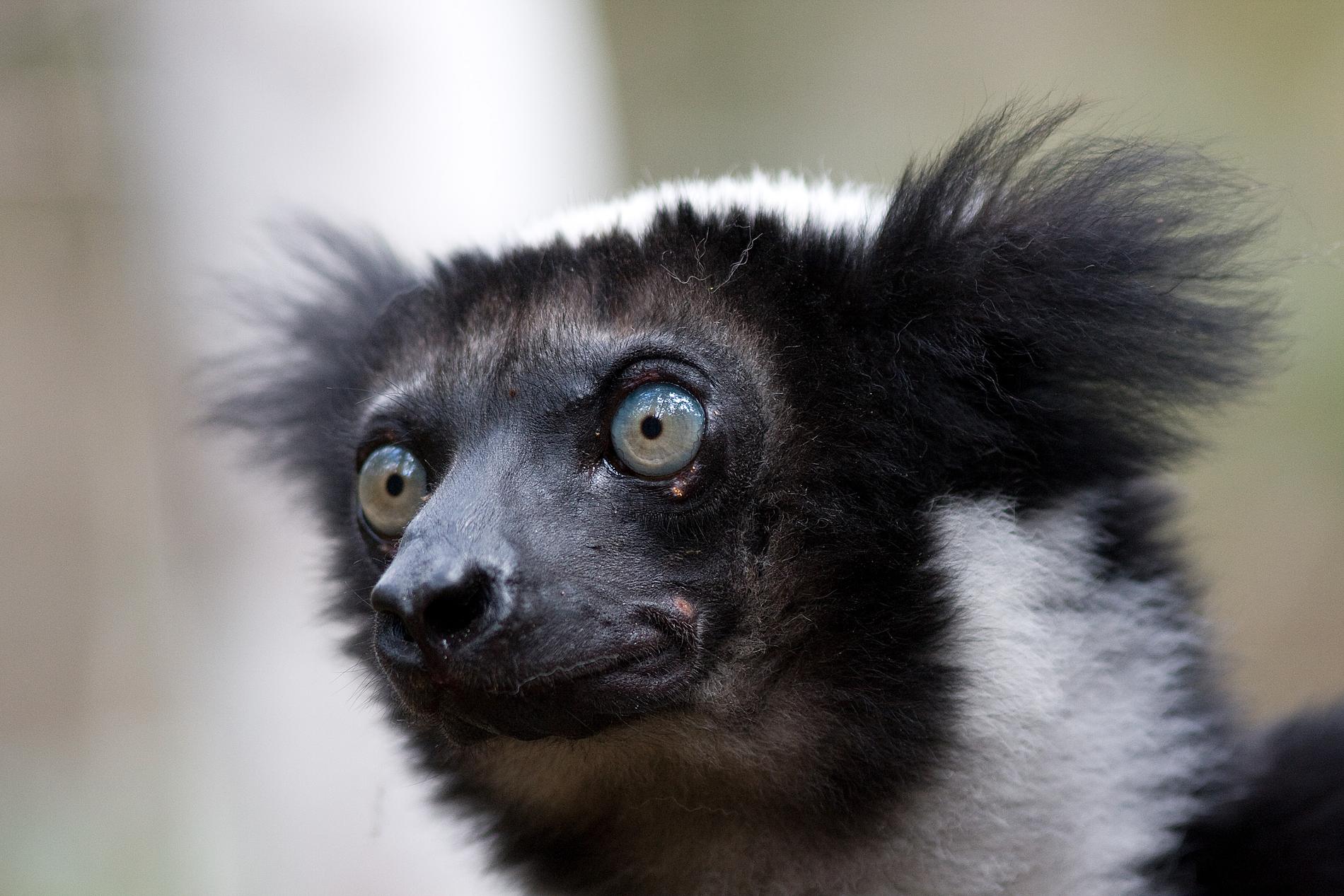 Indrin är den största av alla lemurer. Den har minskat i antal och klassas nu som akut hotad. Bilden är tagen i reservatet Andasibe på östra Madagaskar. Arkivbild.