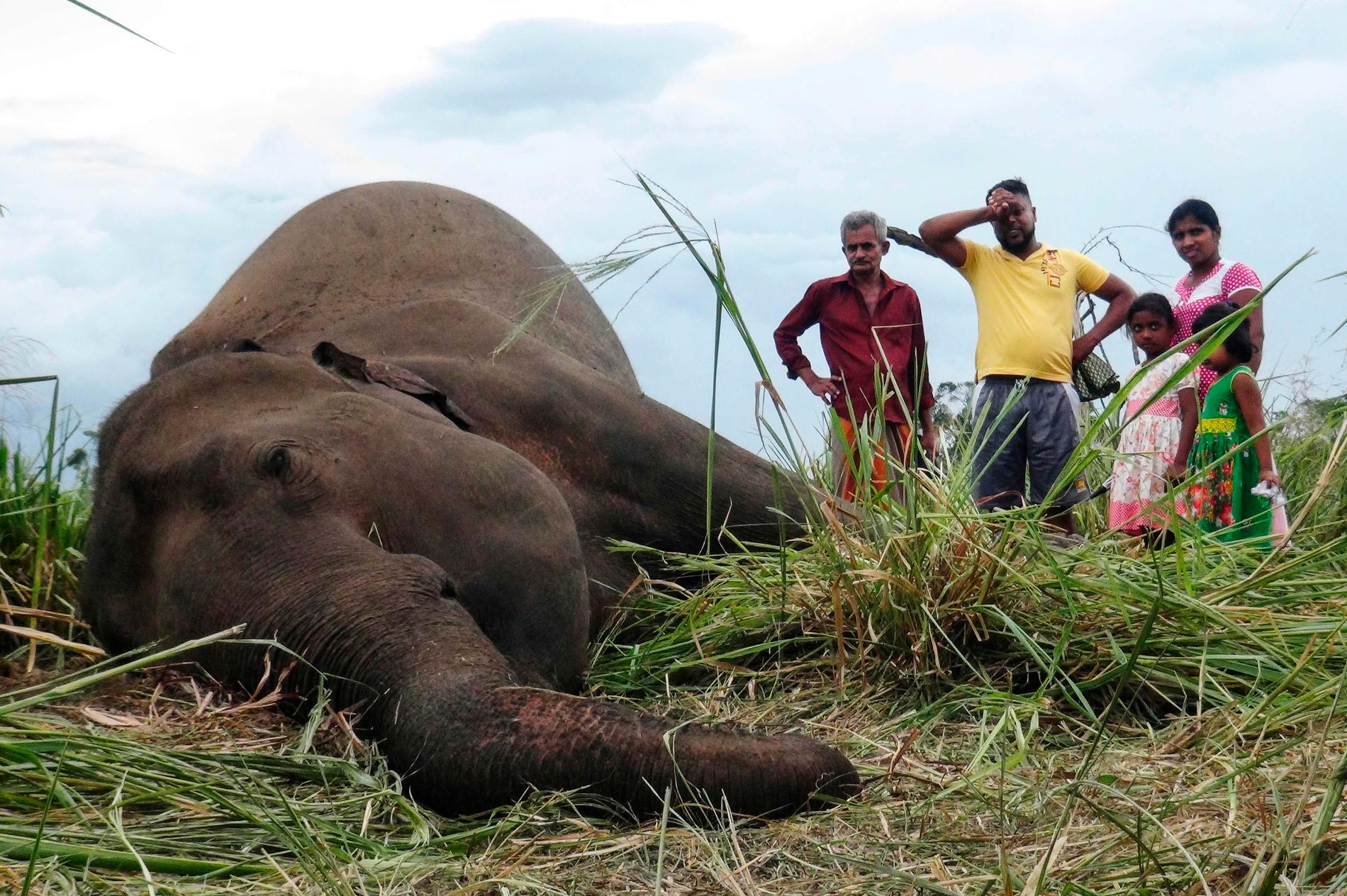 En död elefant nära byn Sigiriya i centrala Sri Lanka. Fyra döda elefanter hittades på fredagen och ytterligare tre på lördagen.