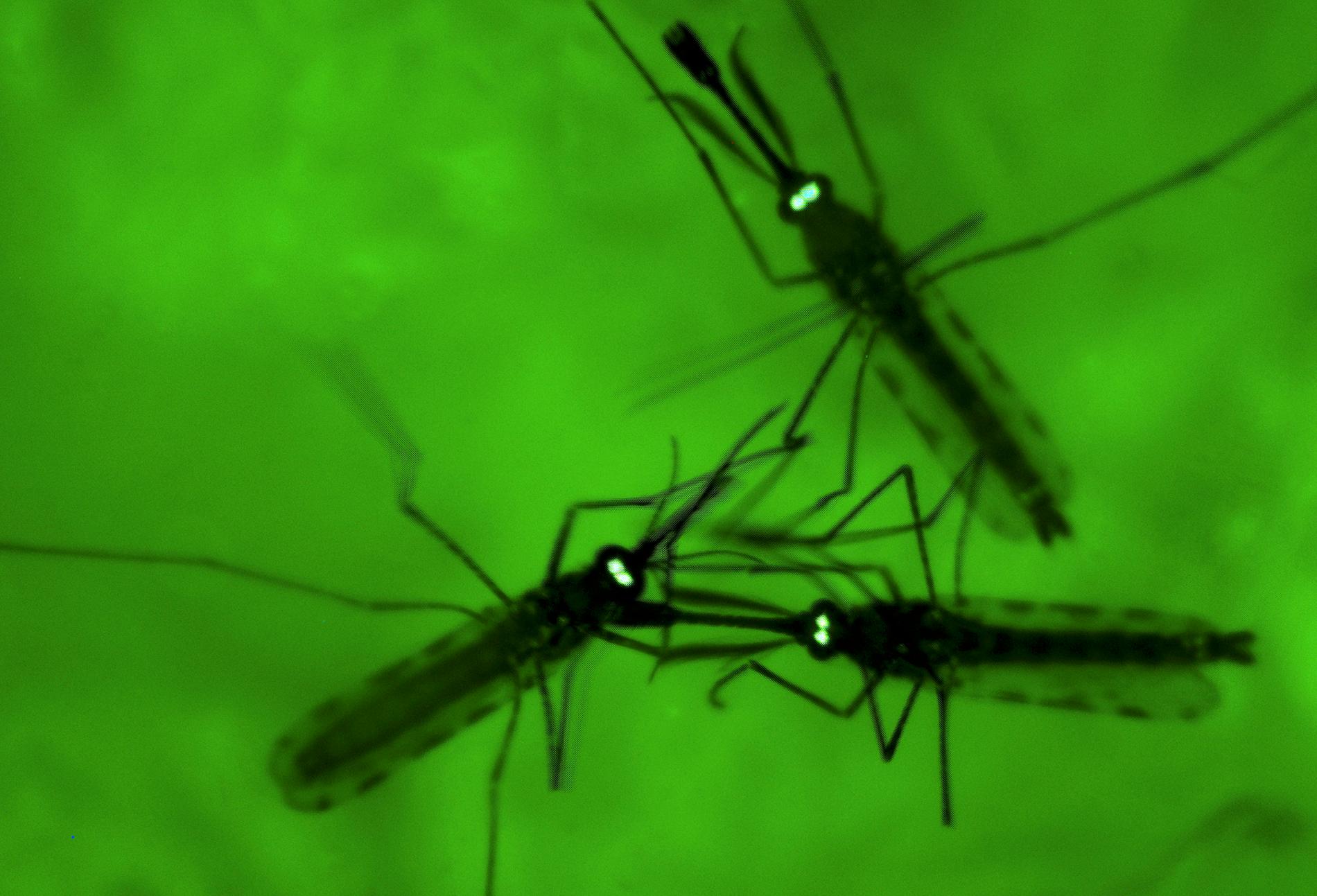 Resistenta varianter av malariaparasiten, som sprids via myggor, blir vanligare i Afrika. Arkivbild.