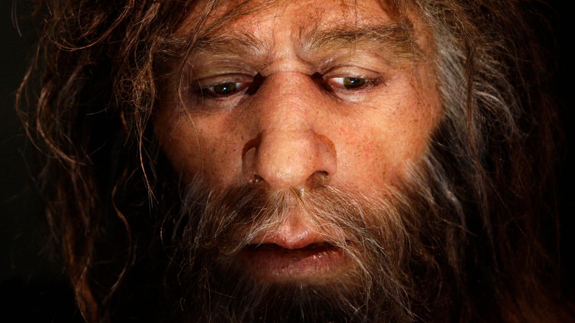 Vad har en 50 000 år gammal neandertalare från nuvarande Kroatien med pandemin att göra? En hel del, visar det sig. Bilden visar hur neandertalaren kan ha sett ut.