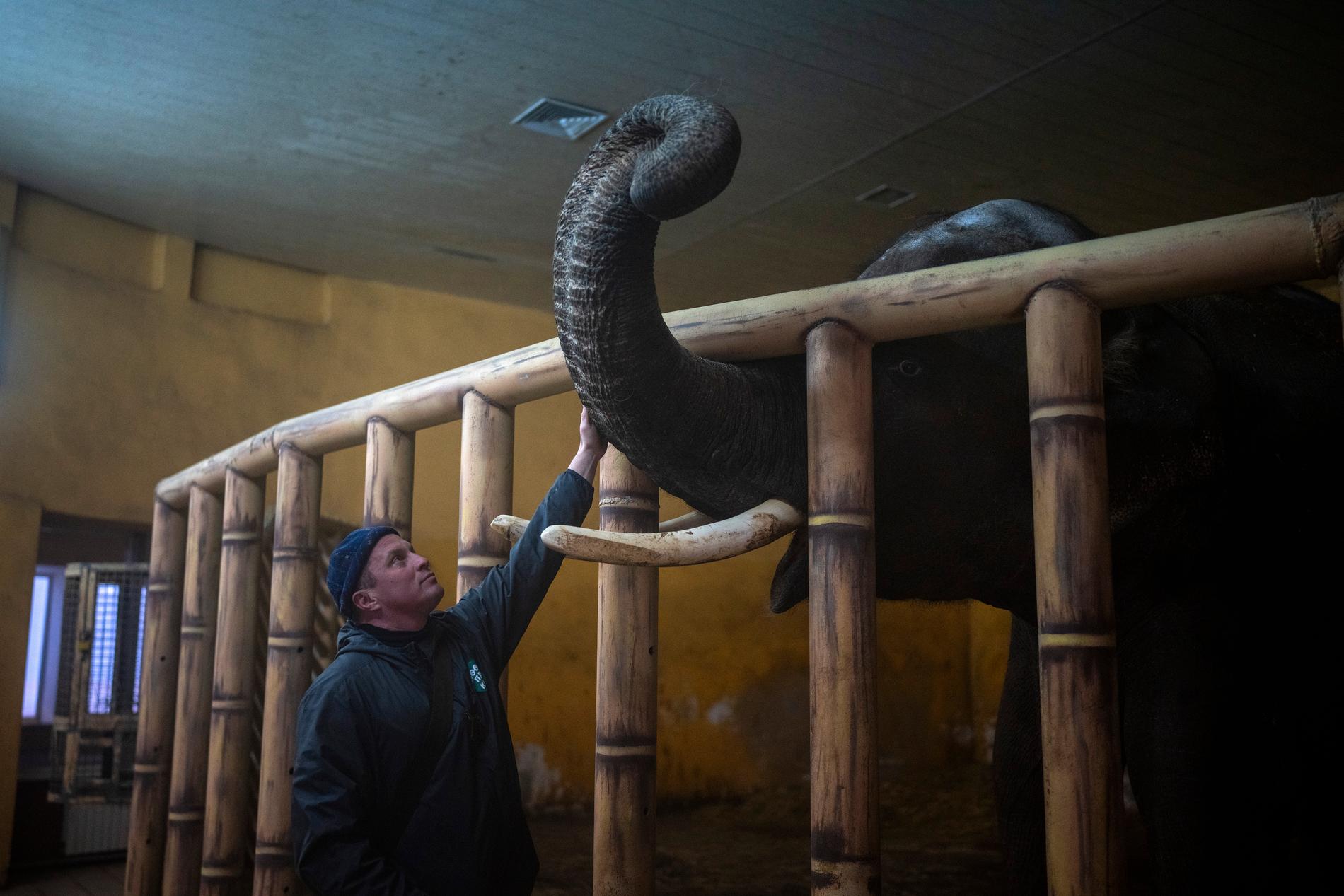 Djurskötaren Kyrylo Trantin och hans anställda på Kievs zoo har valt att stanna kvar hos djuren in i det sista.