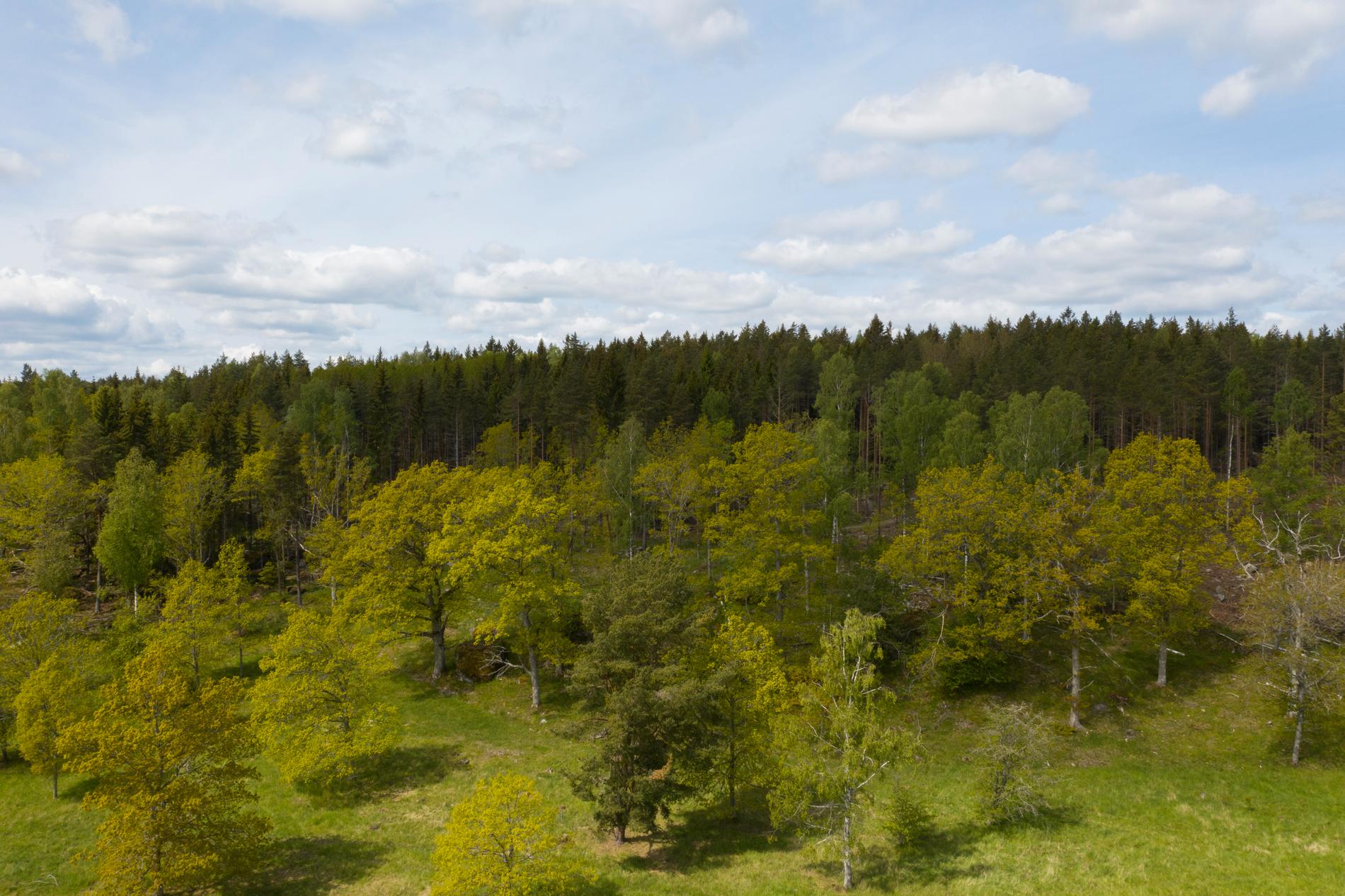 Lösningen är mer varierade skogar, enligt experterna. Arkivbild.