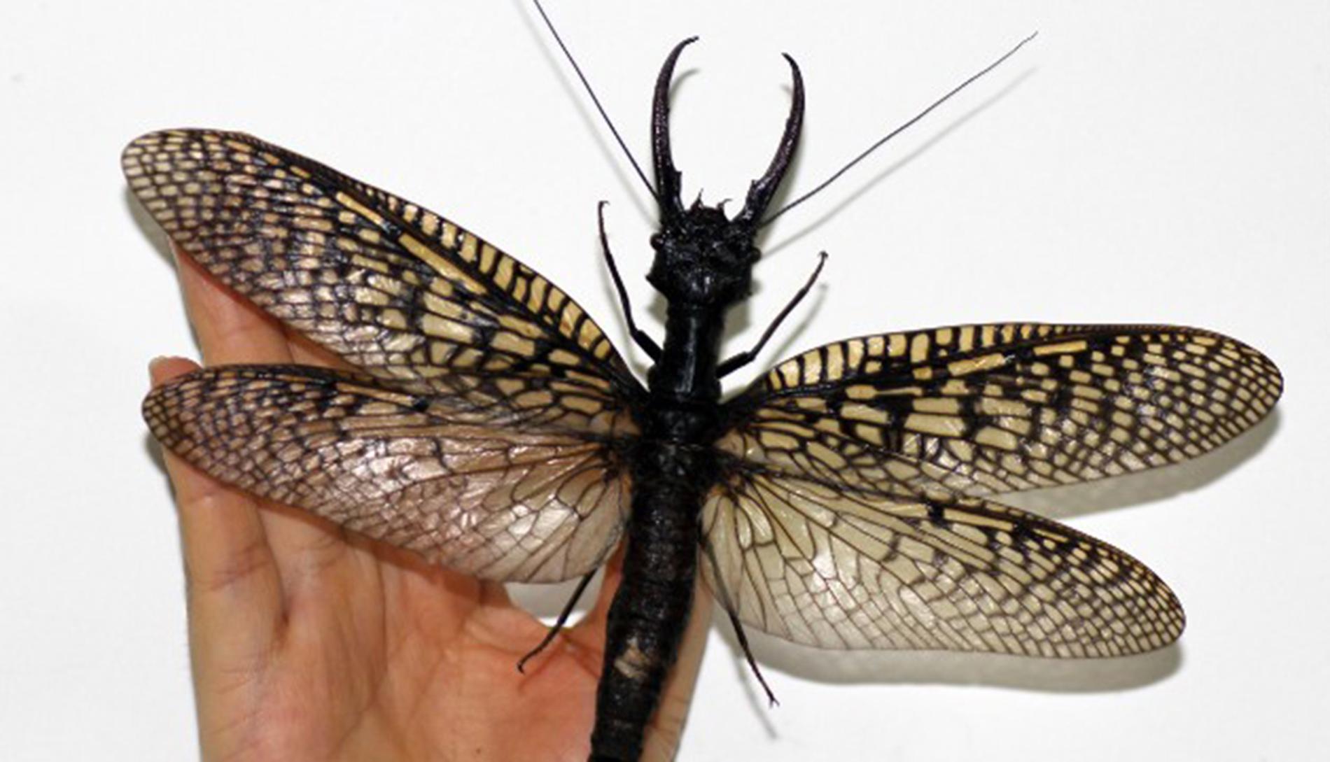 Insekten hittades av lokala bönder i utkanterna av Chendu-provinsen i Kina.