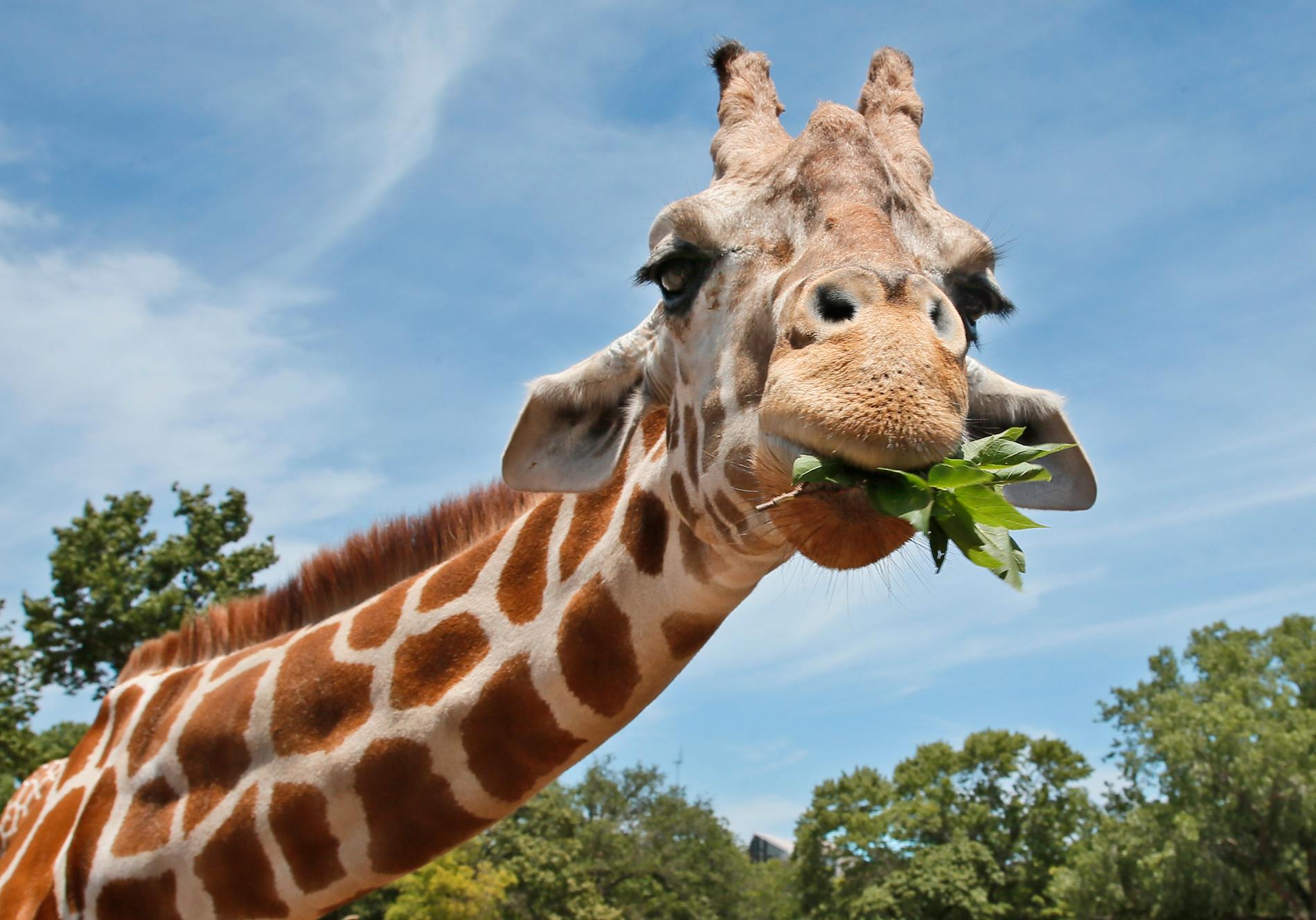 Giraffens långa hals kan ha utvecklats på grund av sexuellt urval snarare än att den behövde hitta högt belägen mat, enligt ny forskning. Arkivbild.