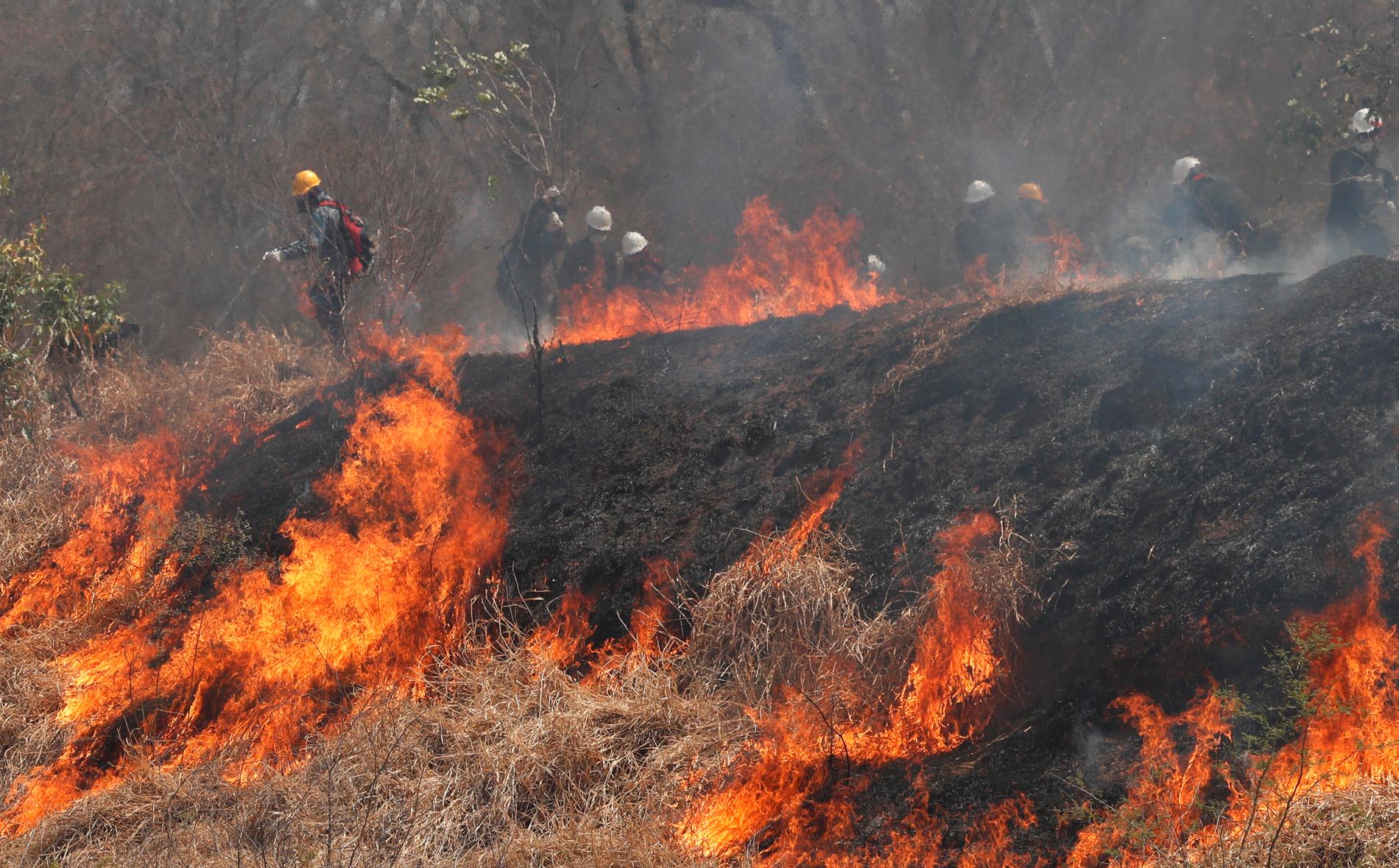 Brandmän kämpar mot skogsbränderna i Bolivia. Bilden är från slutet av augusti.