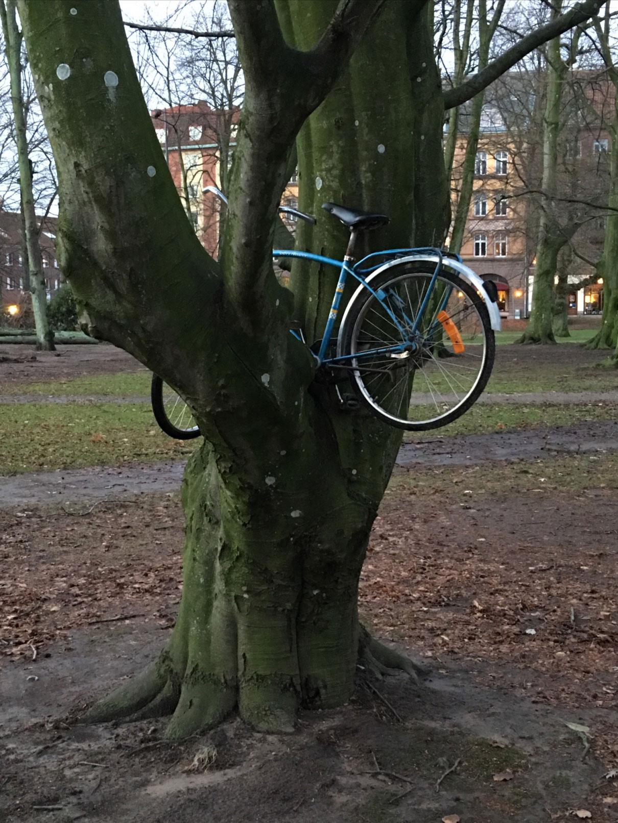 ”Cyklade genom Norre Katts park i Halmstad centrum i morse efter stormen. 11 stora träd hade fallit!! Otroligt vad naturens kraft kan göra”, skriver Carolina Karlsson.