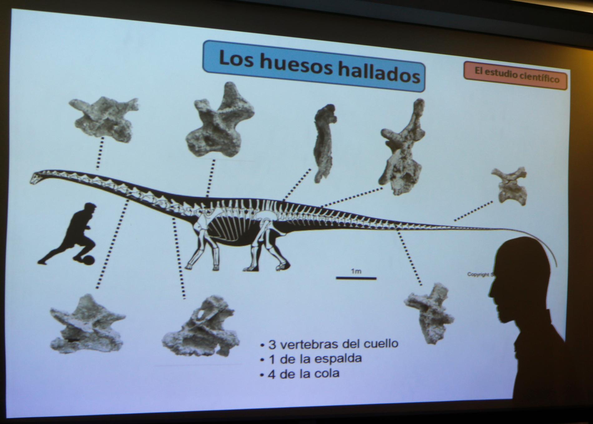 Paleontologen Pablo Gallina visar bilder från upptäckten i Patagoninen, Argentina.