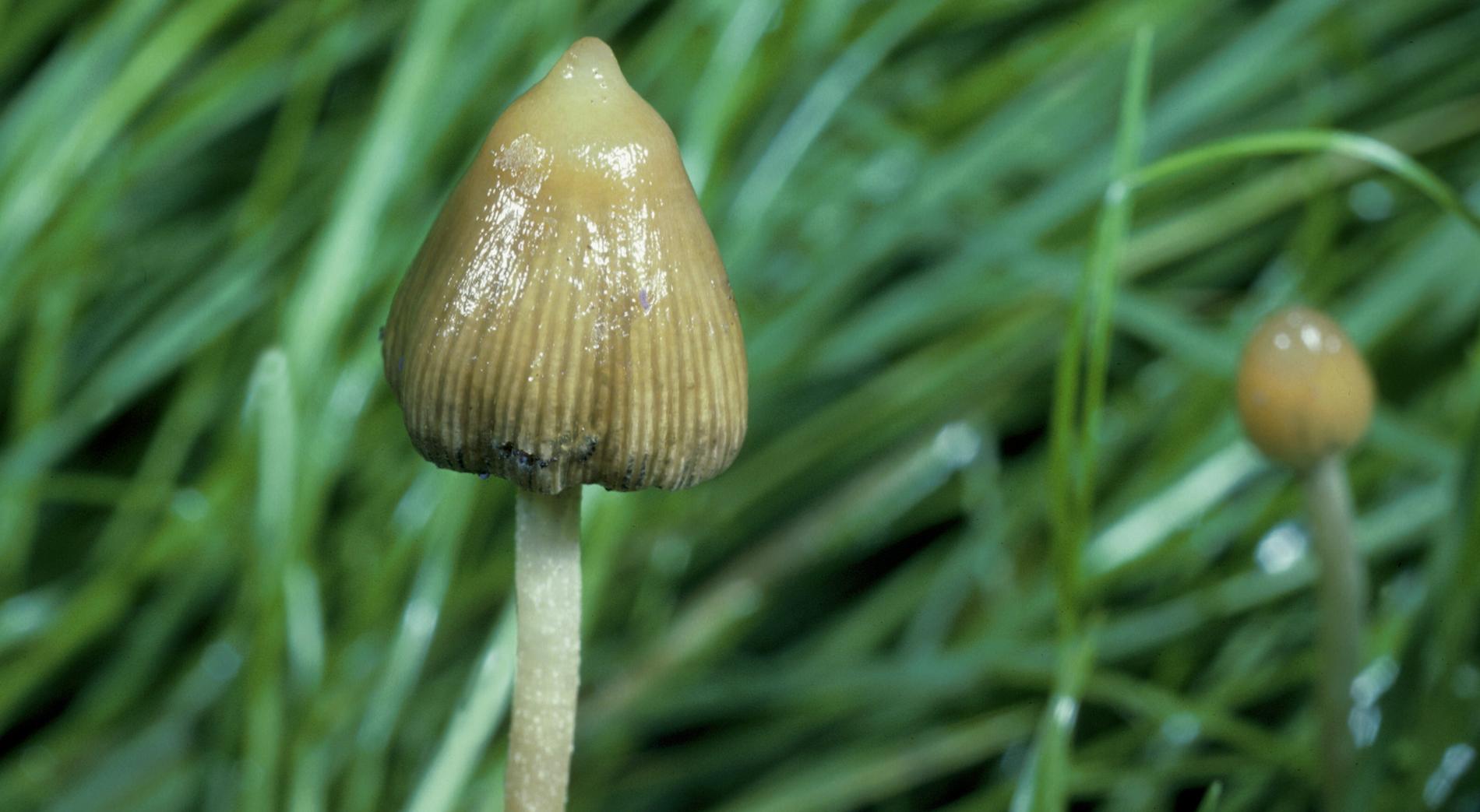 Toppslätskivlingen, som finns i nästan hela Sverige, är en av de svampar som innehåller psilocybin. Det är dock olagligt att plocka, odla eller inneha den. 
