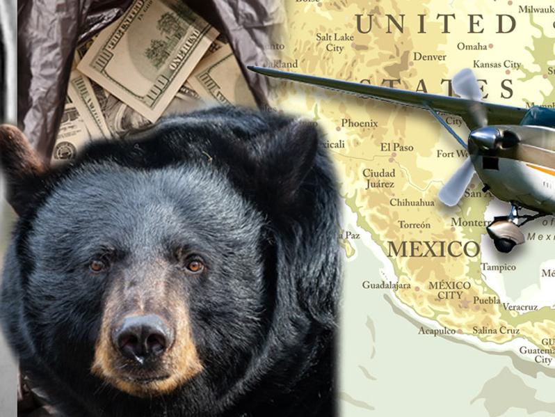 Björn i naturreservat fick i sig 35 kilo kokain – dog