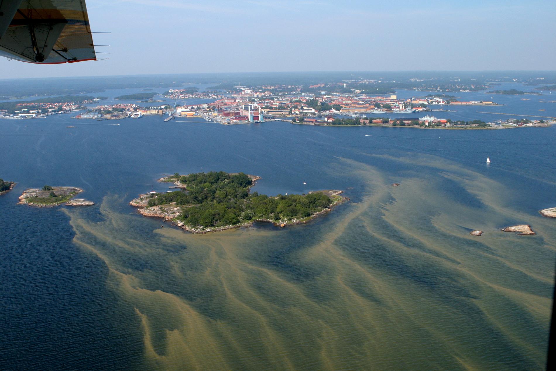 Algblomning i Östersjön utanför Karlskrona under sommaren 2006. Arkivbild.
