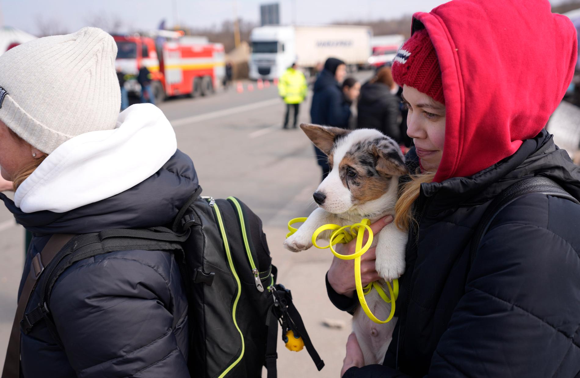 Ukrainare på flykt till Slovakien med sin hund.