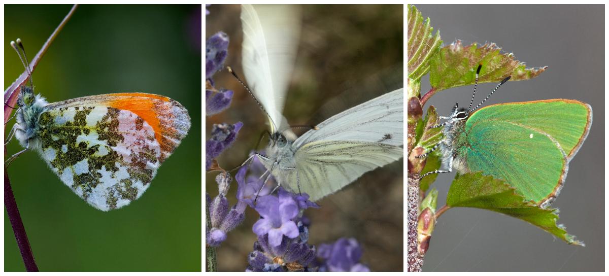Passa på och titta efter fjärilar i stället för fästingar. Aurorafjärilen, 