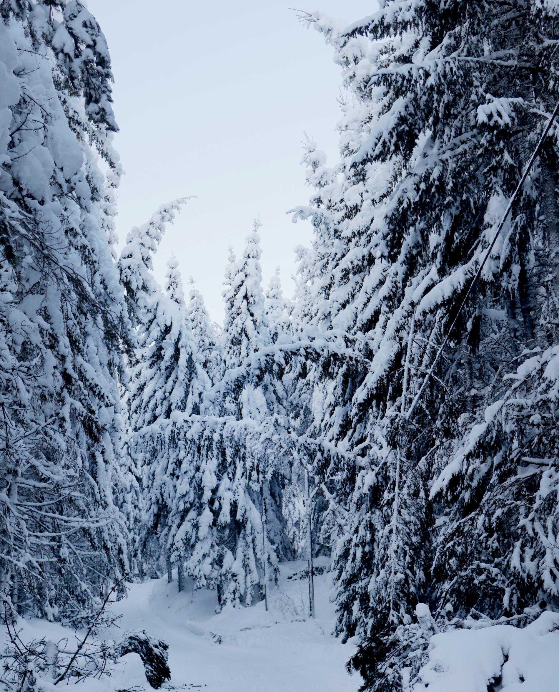 Snötyngda grenar över elledningar i Västernorrland.