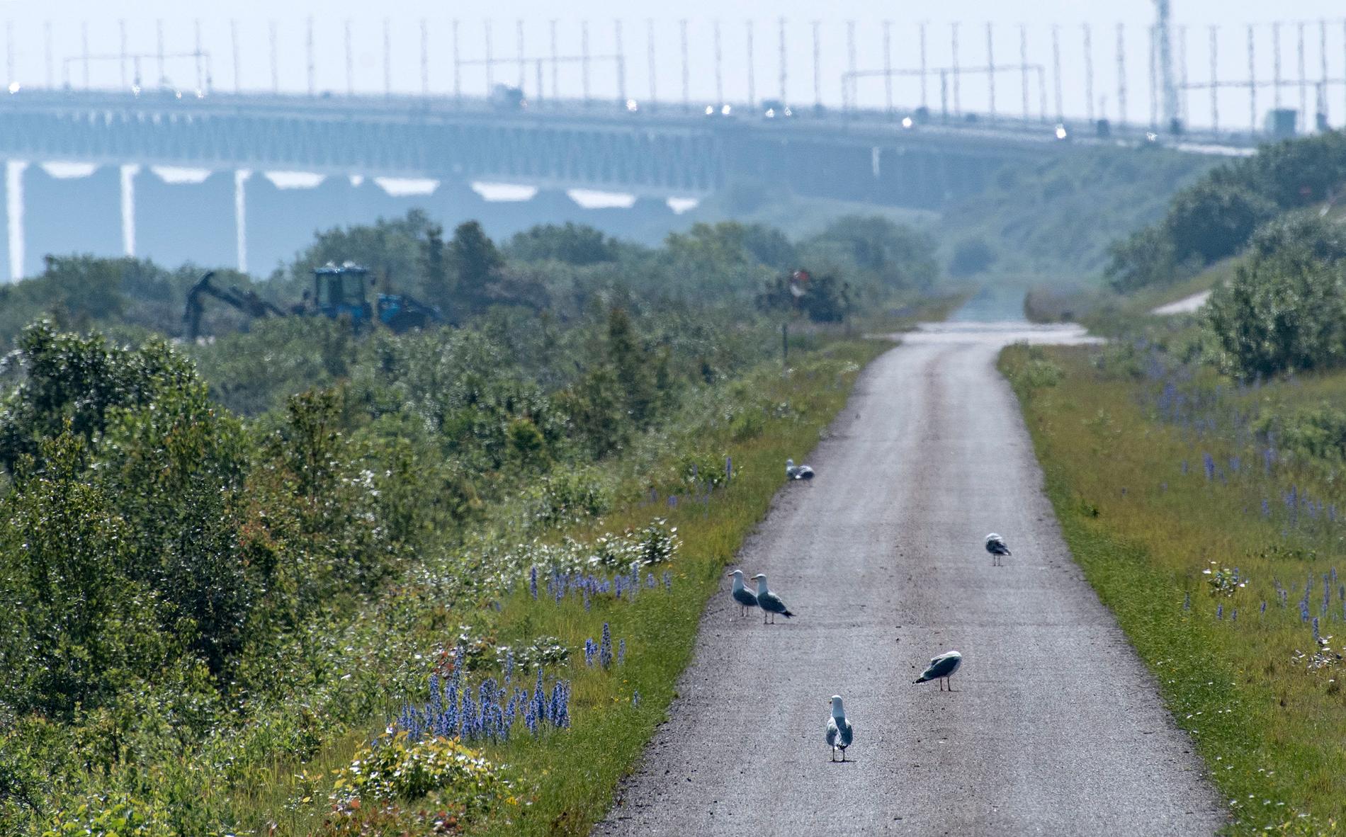 Måsfåglar på en av vägarna på ön Pepparholm.