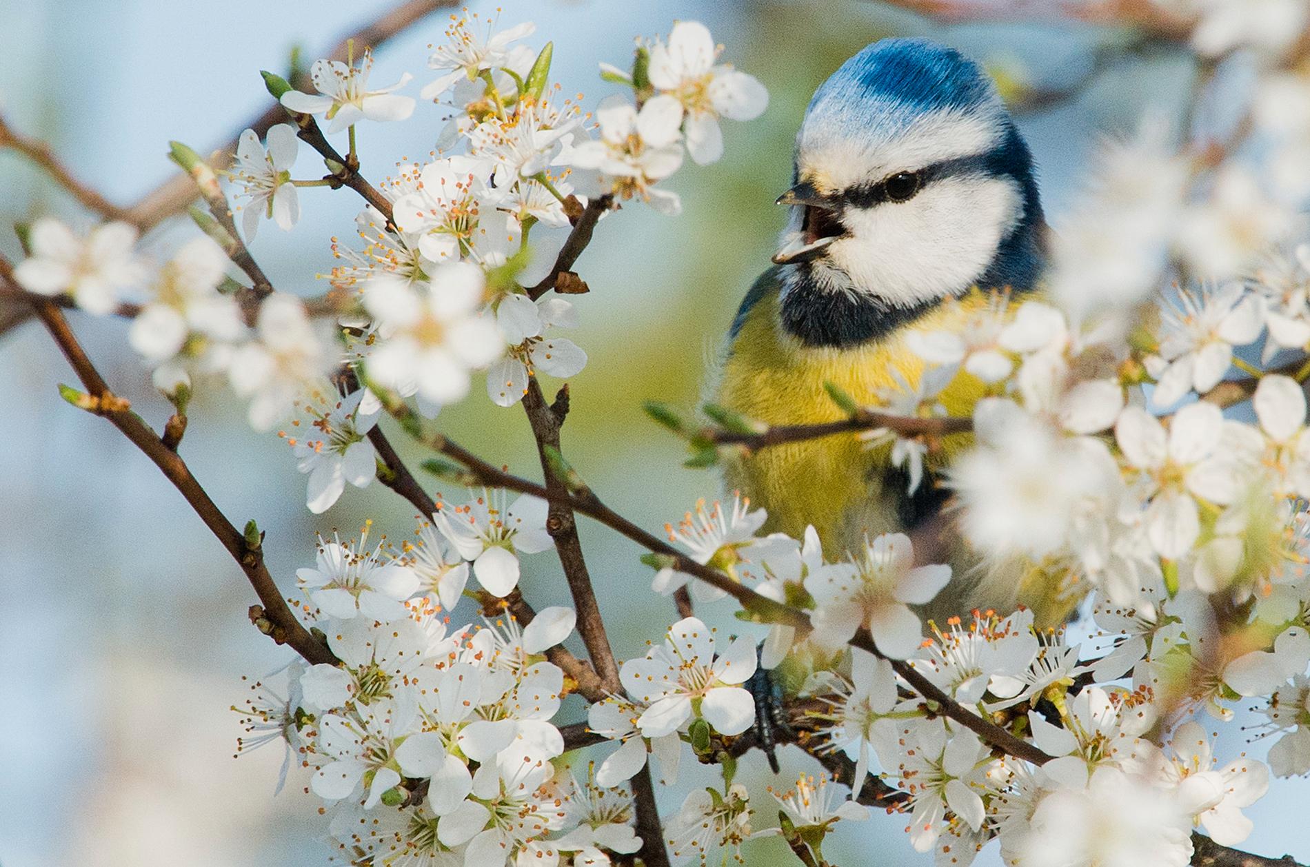 Blåmesen är den fjärde vanligaste vinterfågeln på listan. Arkivbild.