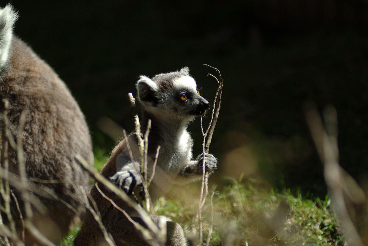 Lemurungar har det också blivit på Skansen. Lemurer har en livslängd på 25-30 år.