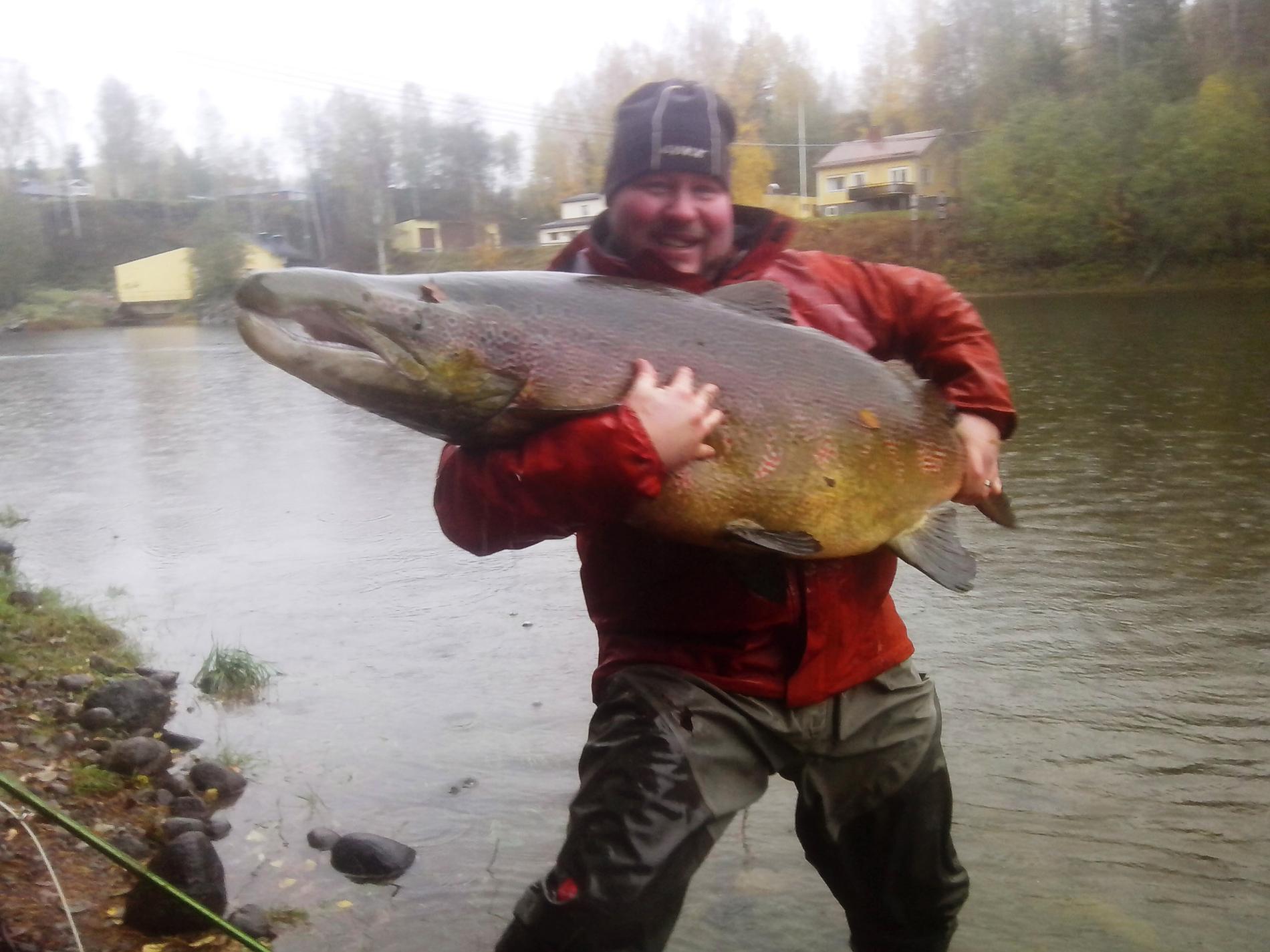 Magnus Fagerström i Bergsjö fångade i fredags en lax på 127cm och uppskattad vikt till runt 25kg i Ljungan. En av dom största tagen på flugspö i Sverige. Det tog 40 minuter att få upp fisken.