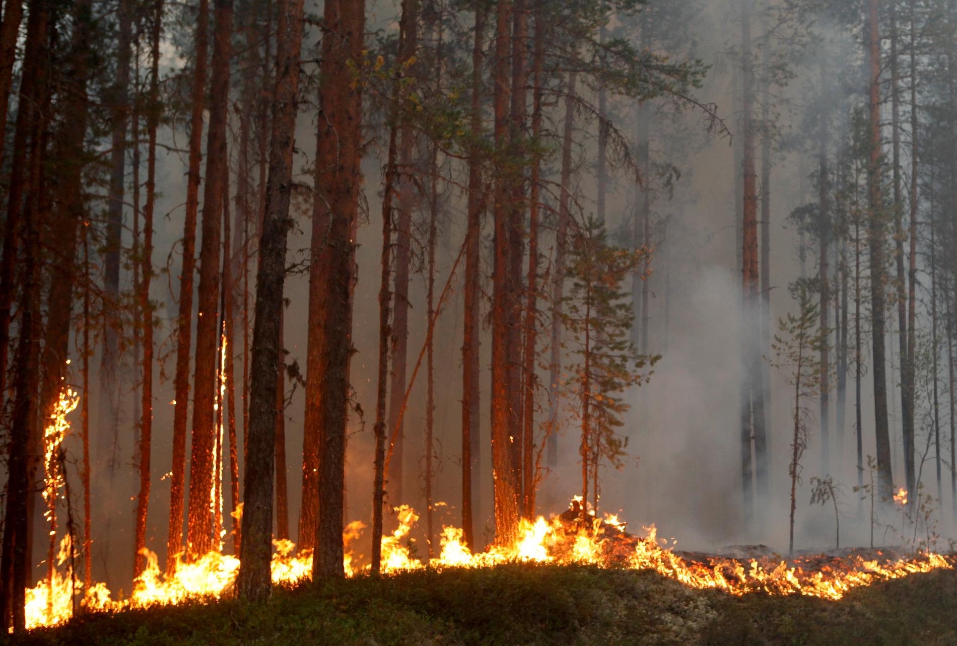 Räddningstjänsten rasar mot dem som trots eldningsförbud byggde en egen grill i skogen. Nu är de anmälda för försök till mordbrand. (Bilden från branden i Kårböle utanför Ljusdal.)