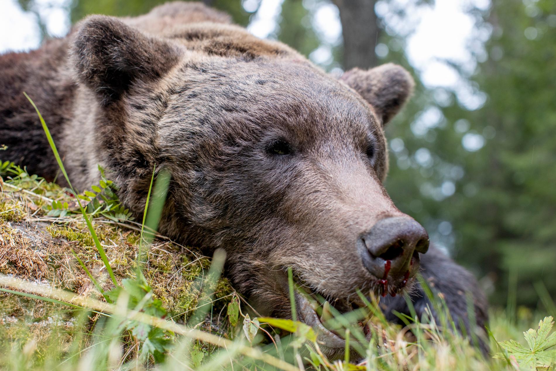 Bild från björnjakten 2020: En björnhane på 124 kg fälld i Gävleborgs län.