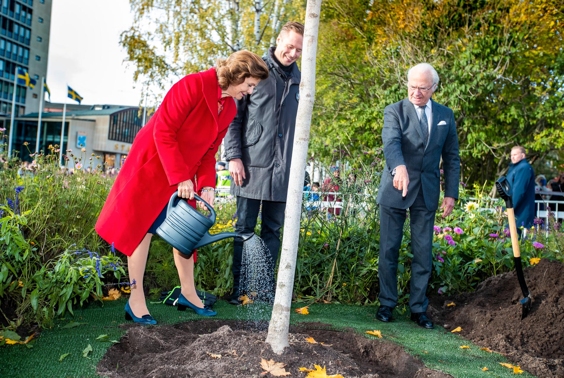 Kungen och drottningen planterar en skogslönn i Luleå stadspark.