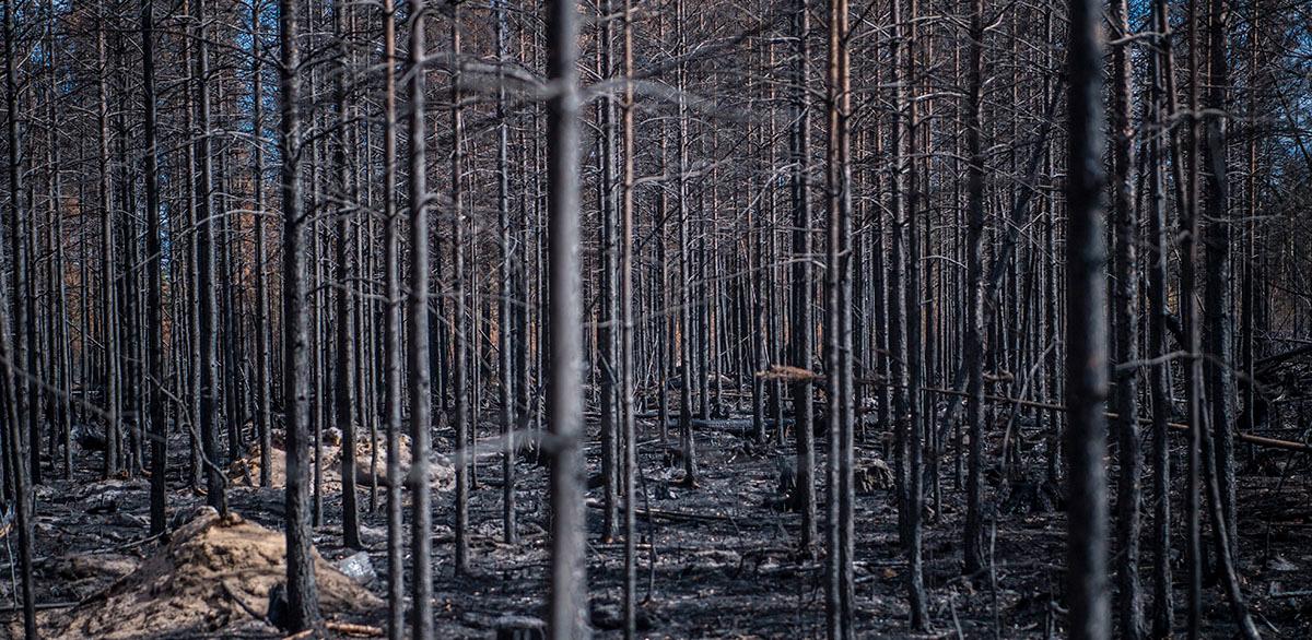 Med ett förändrat klimat blir skogsbränder vanligare. Här en skog utanför Ljusdal efter branden 2018.