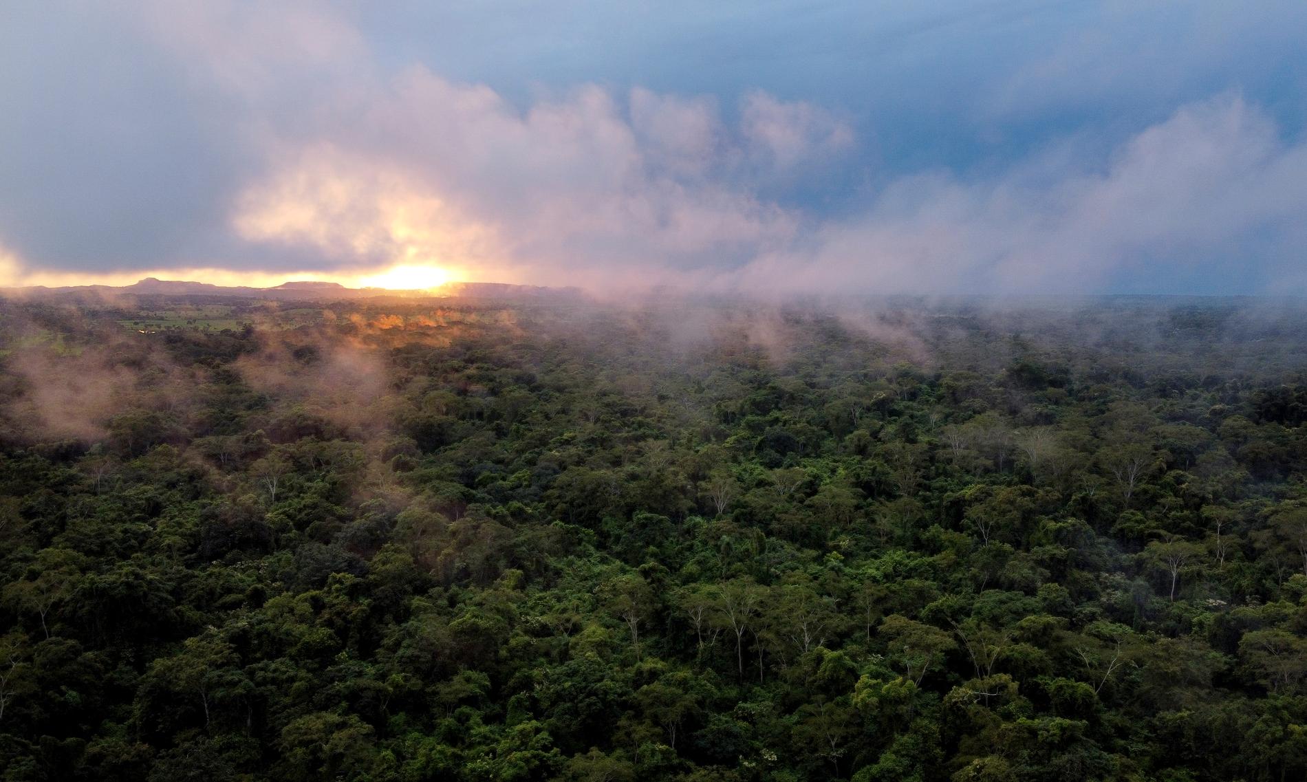 Att snabbt hejda nedhuggningen av jordens tropiska regnskogar är kritiskt både för att kunna bromsa förlusten av biologisk mångfald och för att klara klimatmålet om 1,5 grader.