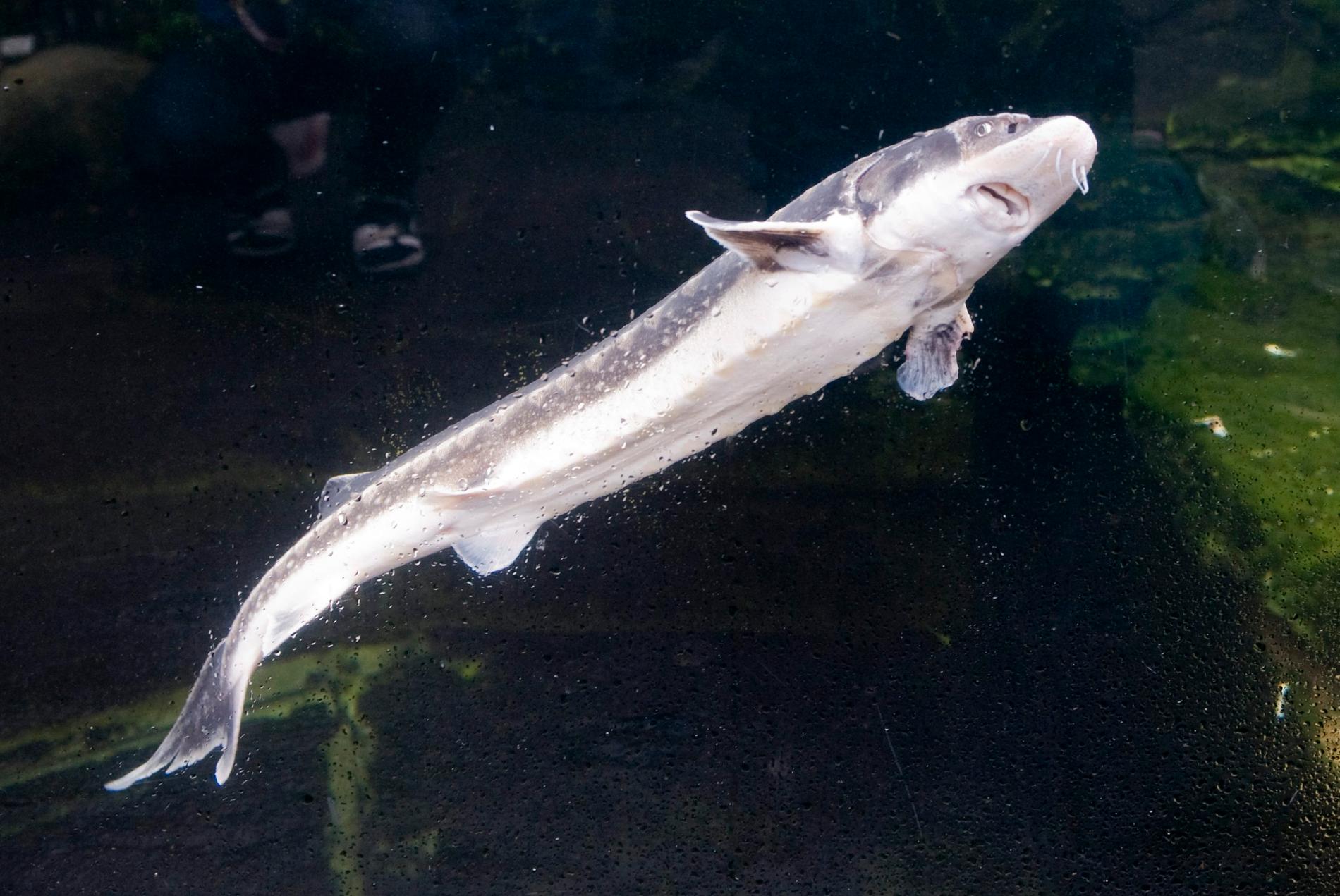 Fiskarna i Universeums akvarier förvarnas om sprängningar vid Trafikverkets bygge av Västlänken. På bilden, tagen 2009, en stör som fångades i Kalmarsund.