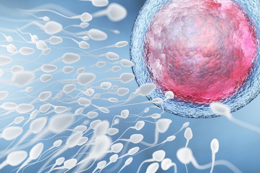 Det är skillnad på spermier och spermier. För inom en och samma sädesavgång finns det spermier som ger upphov till en mer livskraftig avkomma, än vad andra gör.