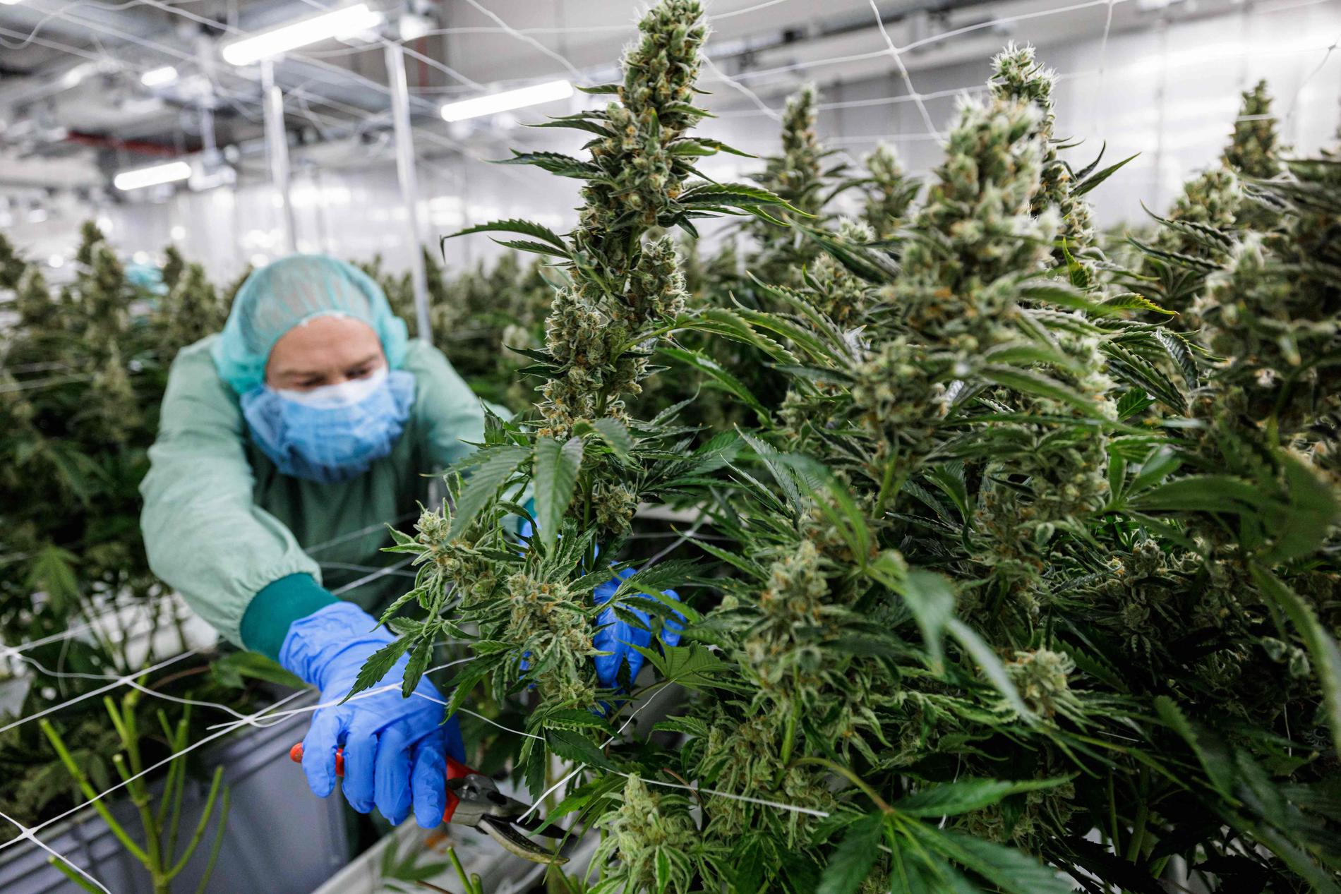 På Demecans anläggning utanför tyska Dresden odlas cannabis helt lagligt sedan ett drygt år tillbaka. Med en legalisering kan produktionen öka lavinartat. Arkivbild.