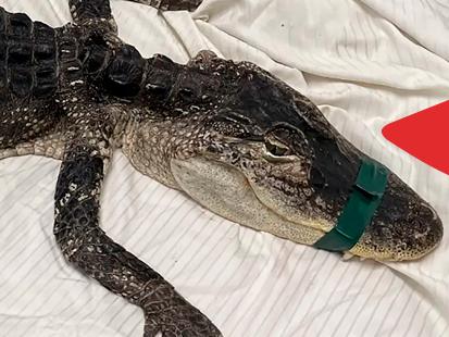 Alligator hittad i New York