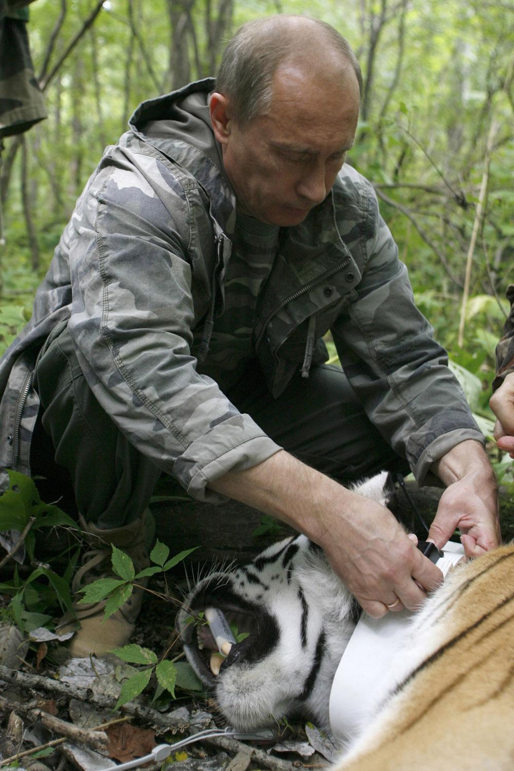 Putin fäster en sändare på en bedövad tiger i östra delarna av Ryssland.